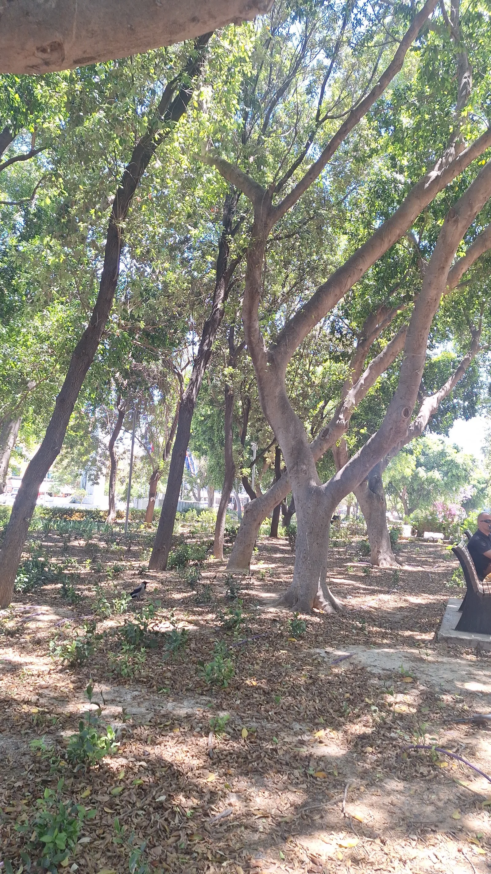 Main view at Georgiadis Park Heraklion — travel photo