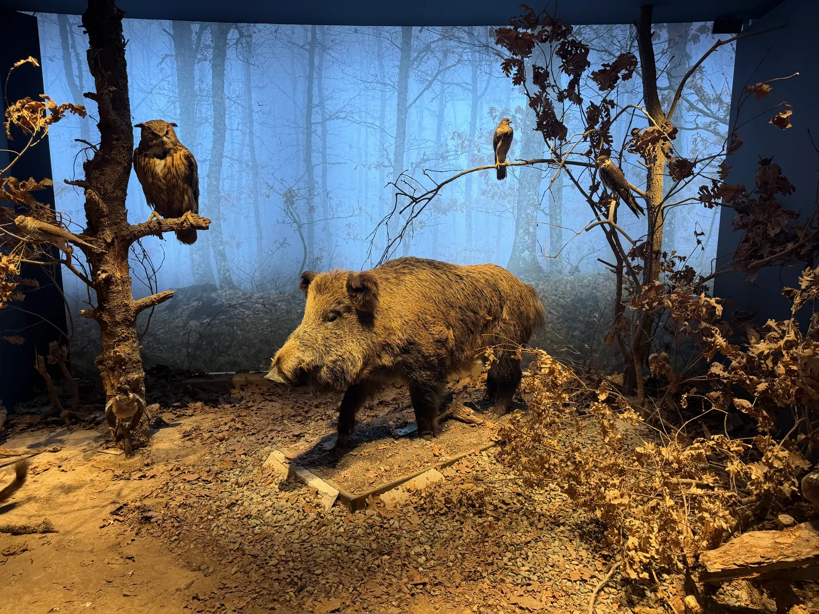 Interior at Natural History Museum of Crete Heraklion — travel photo