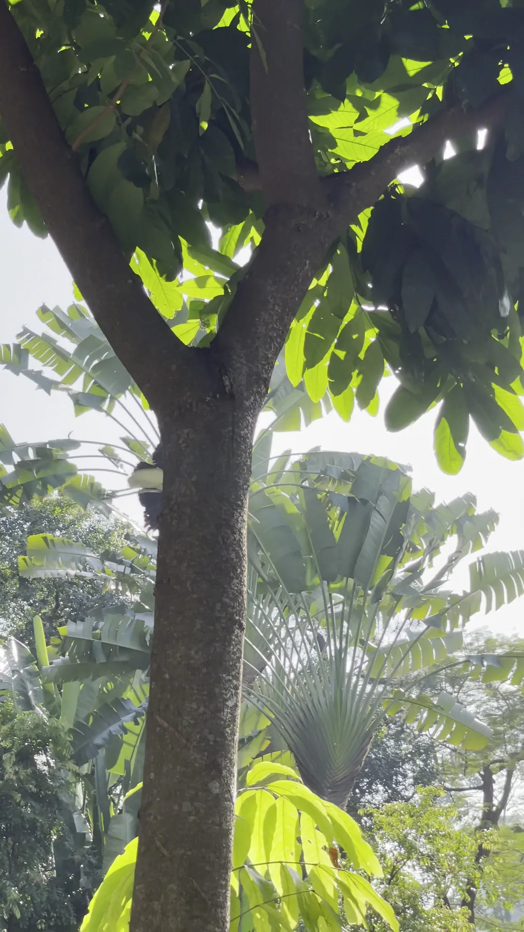 Main view at Saigon Zoo - Khu Gấu Chó Ho Chi Minh City — travel photo