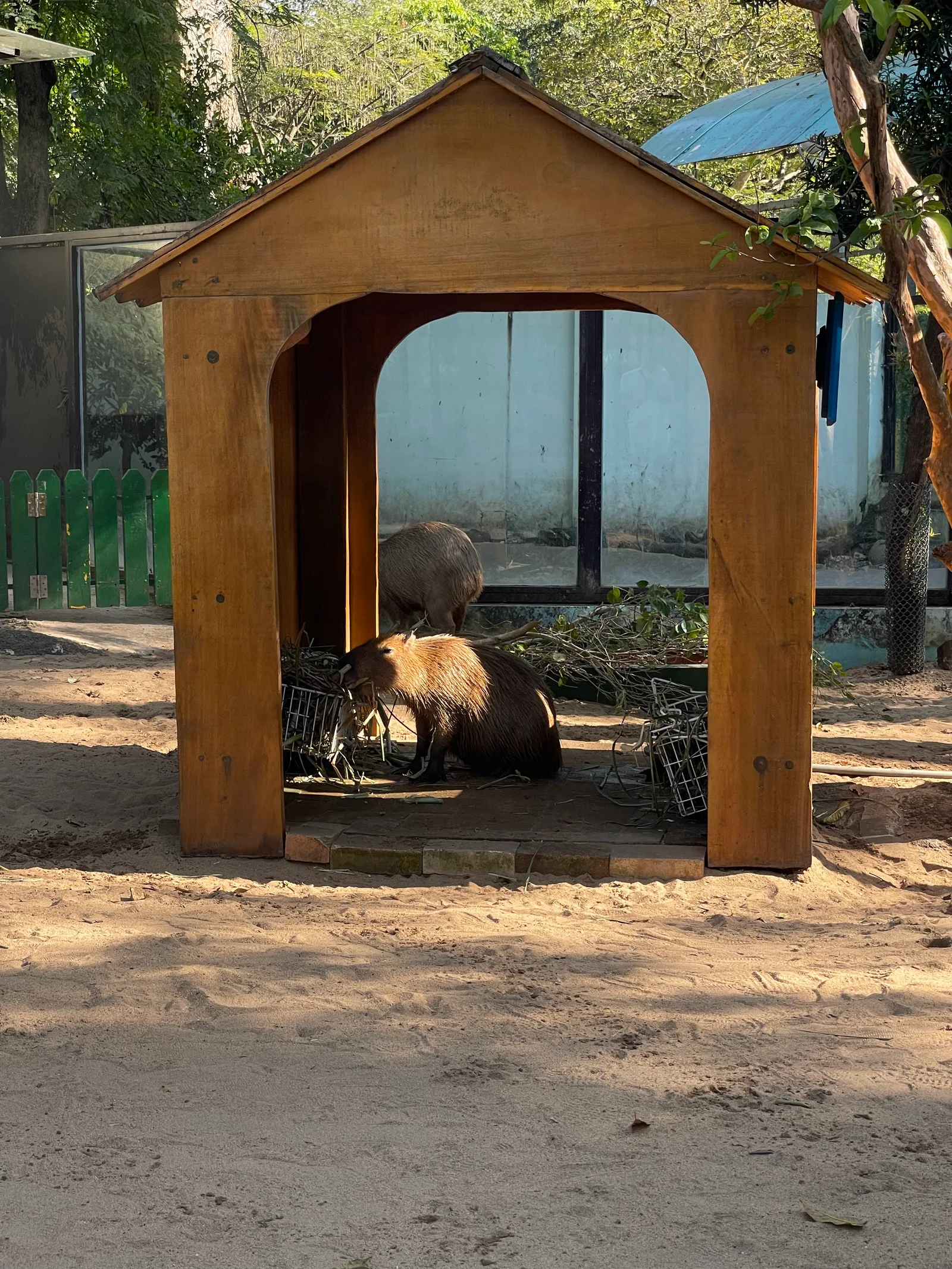 Details at Saigon Zoo - Khu Gấu Chó Ho Chi Minh City — travel photo