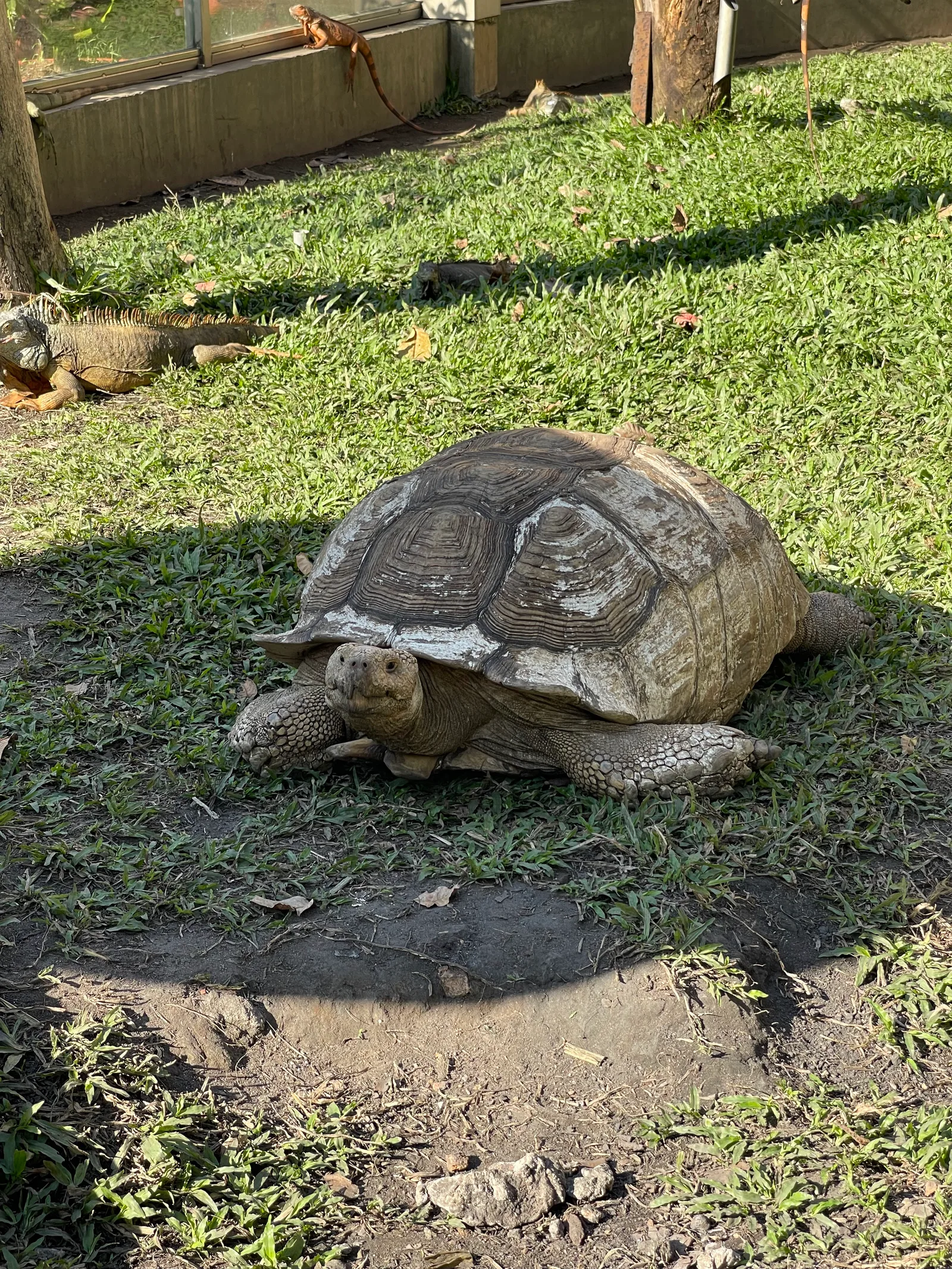 Atmosphere at Saigon Zoo - Khu Gấu Chó Ho Chi Minh City — travel photo