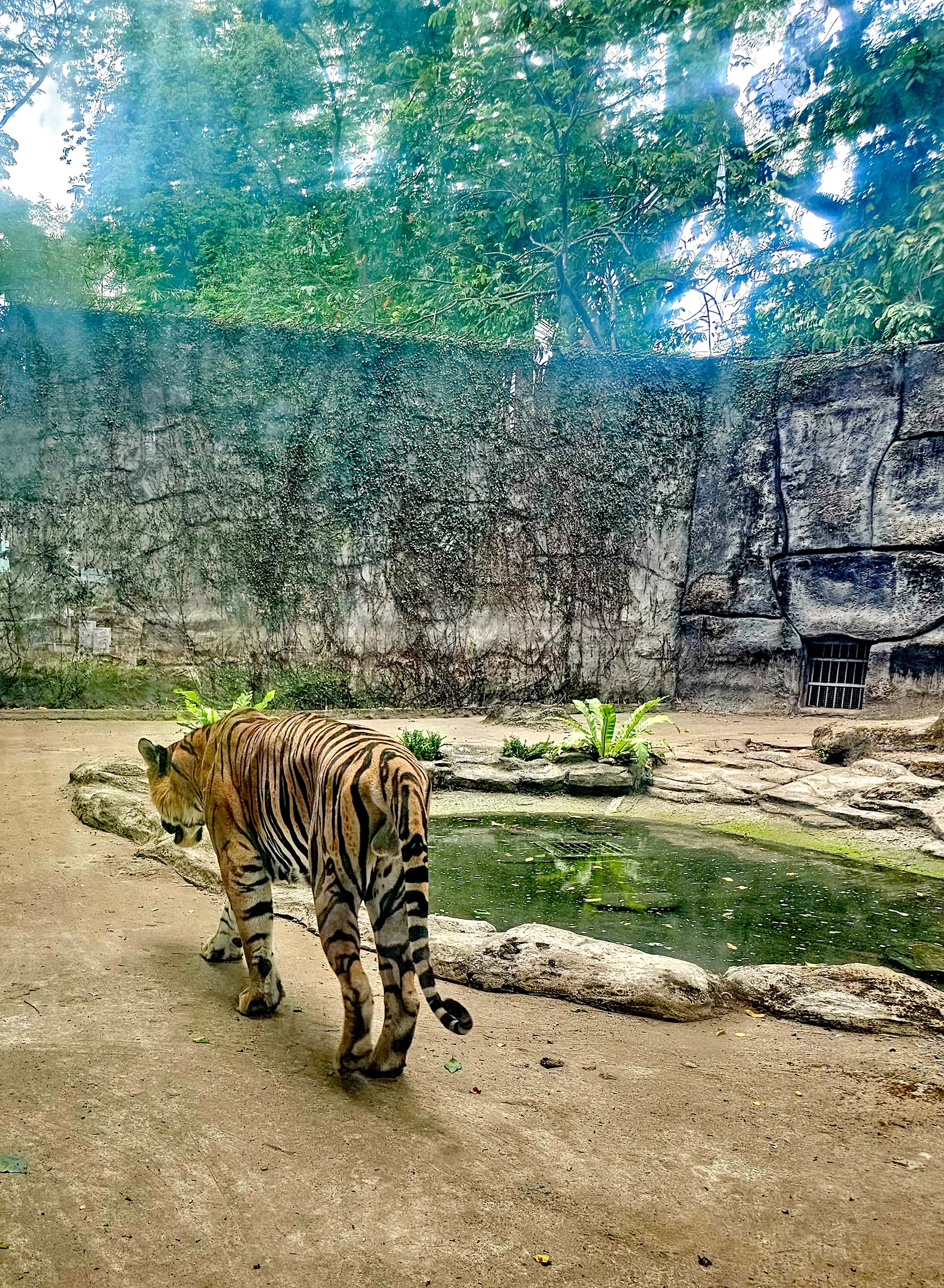 Saigon Zoo - Khu Gấu Chó