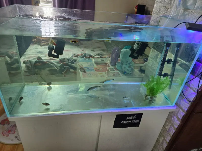 Goldfish Street