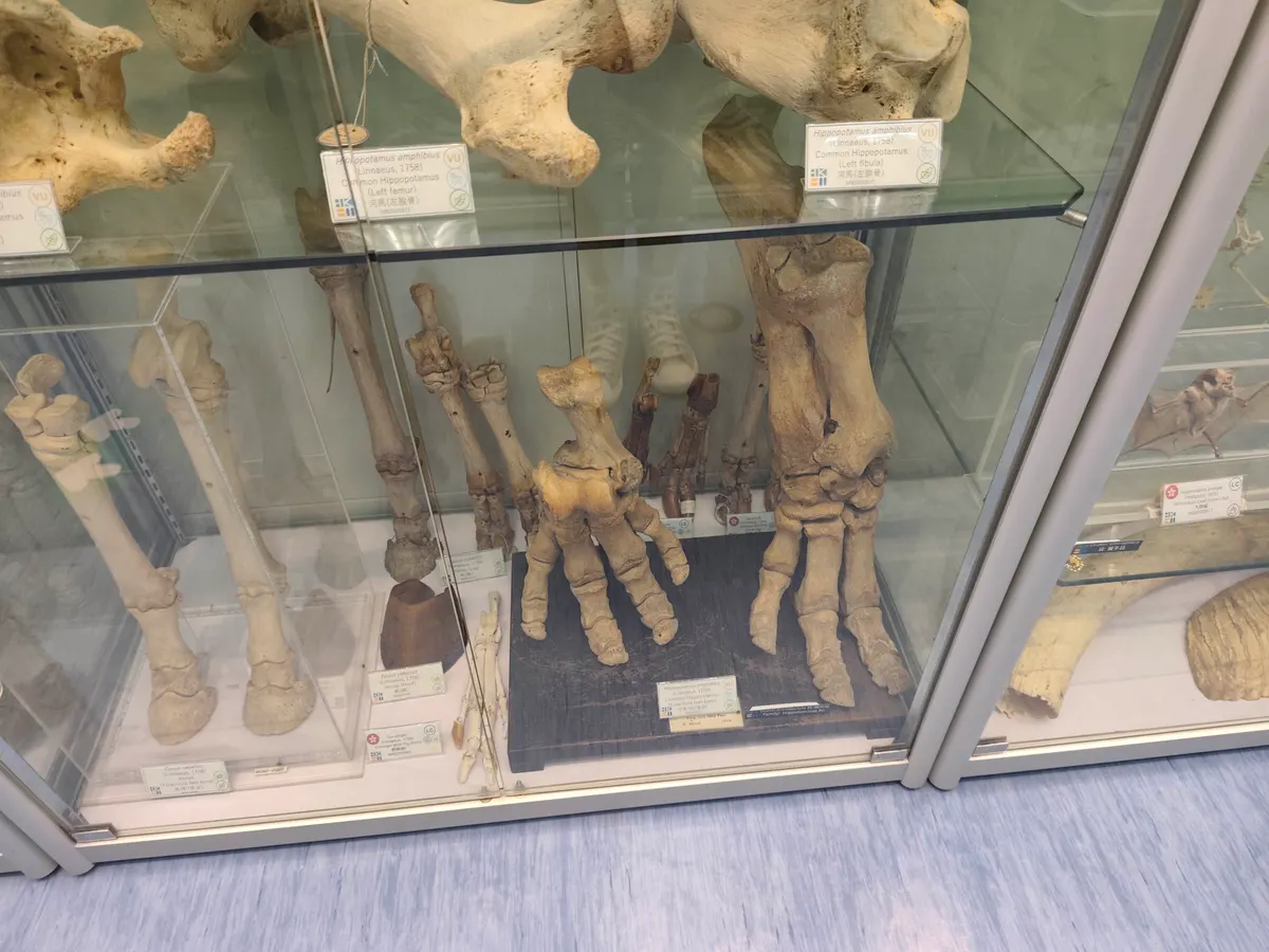 Hong Kong Biodiversity Museum — culture guide Hong Kong