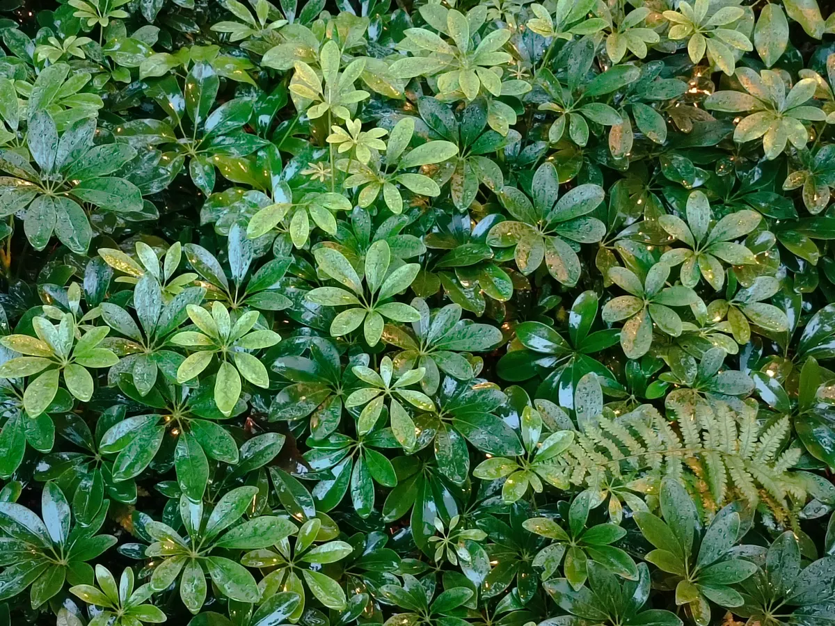 Hong Kong Park