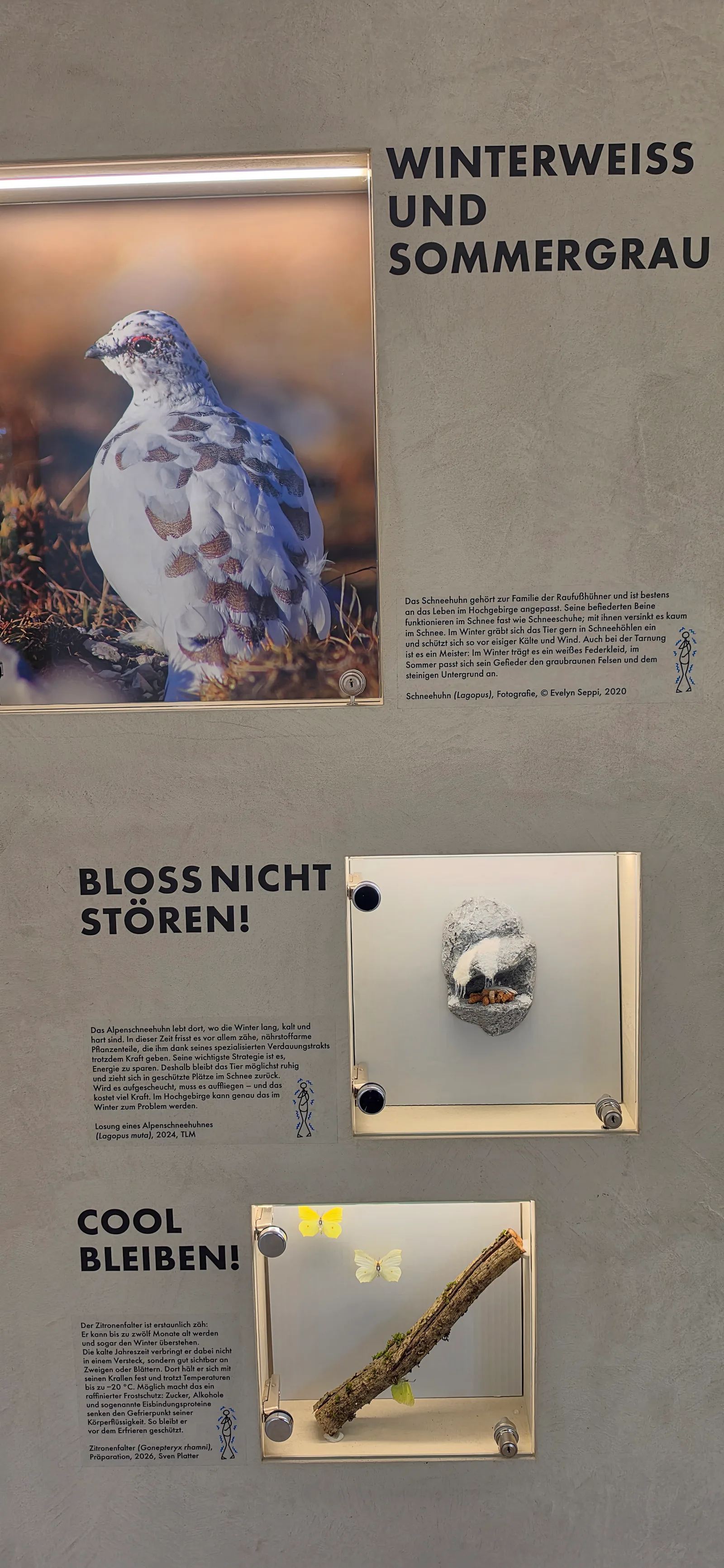 Atmosphere at Alpenzoo Innsbruck - Tirol Innsbruck — travel photo