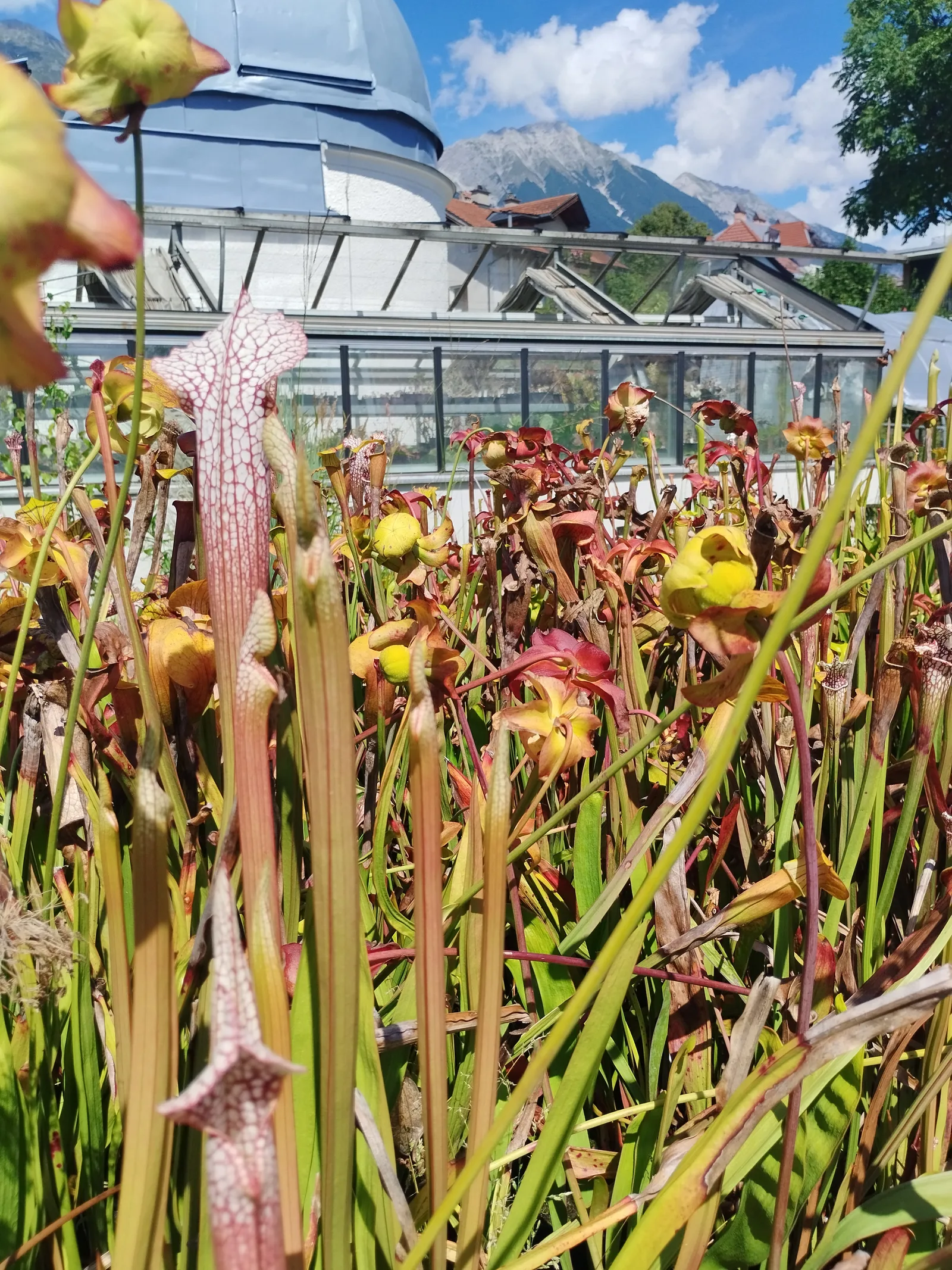 Main view at Innsbruck University Botanical Garden Innsbruck — travel photo