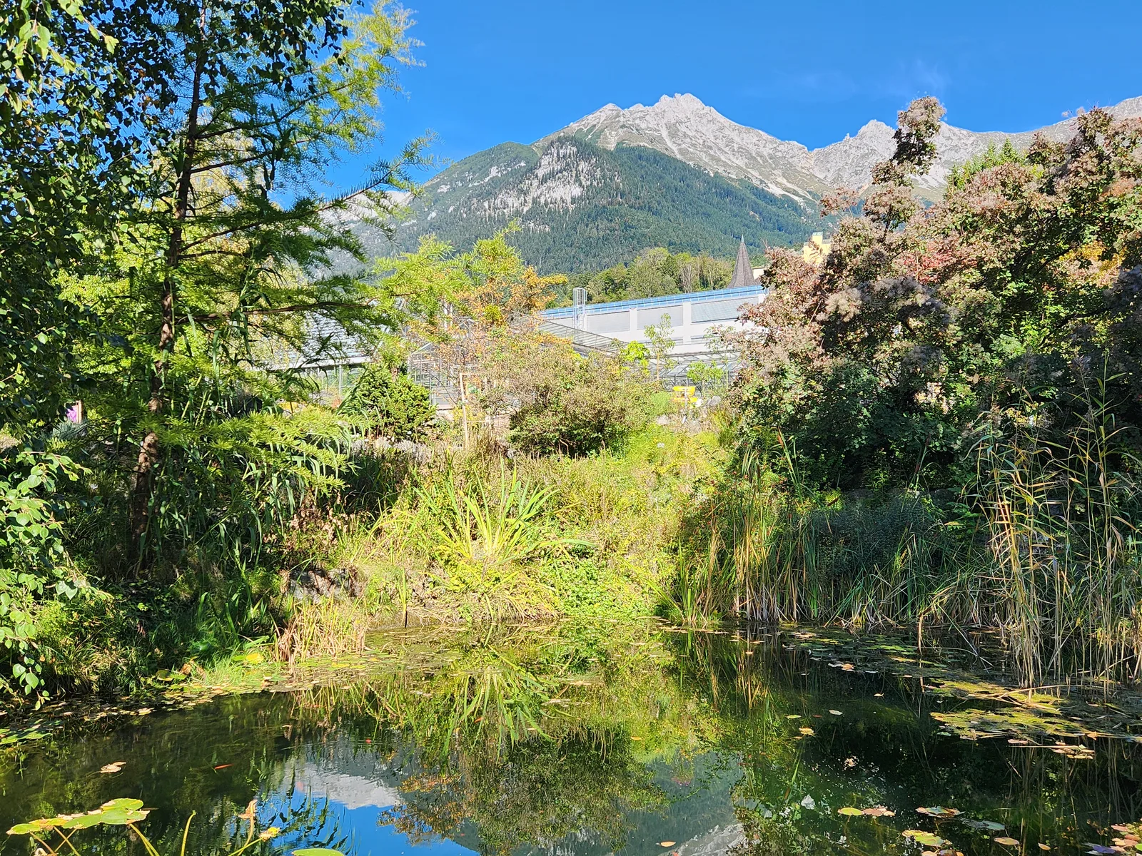 Details at Innsbruck University Botanical Garden Innsbruck — travel photo
