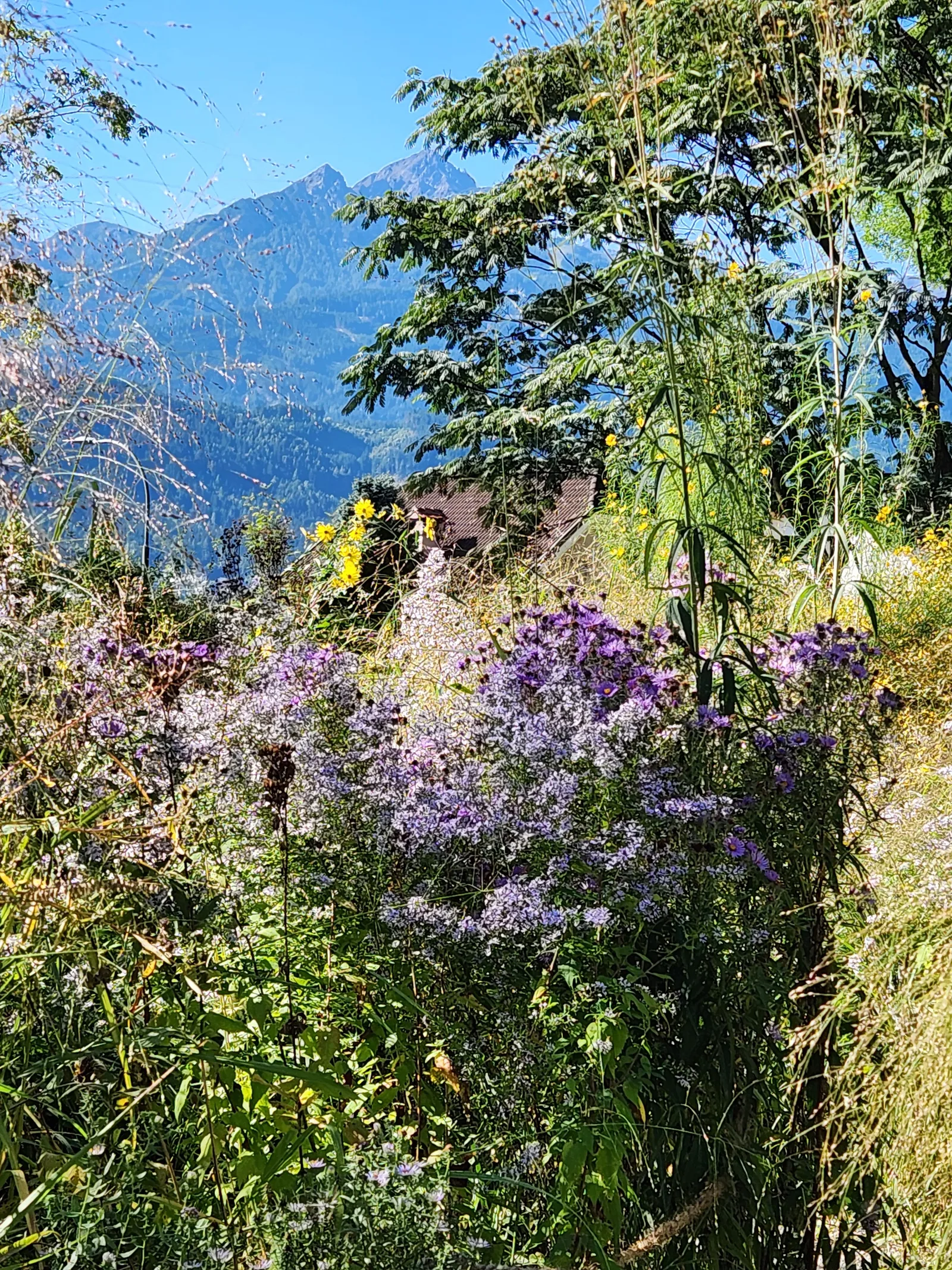 Atmosphere at Innsbruck University Botanical Garden Innsbruck — travel photo