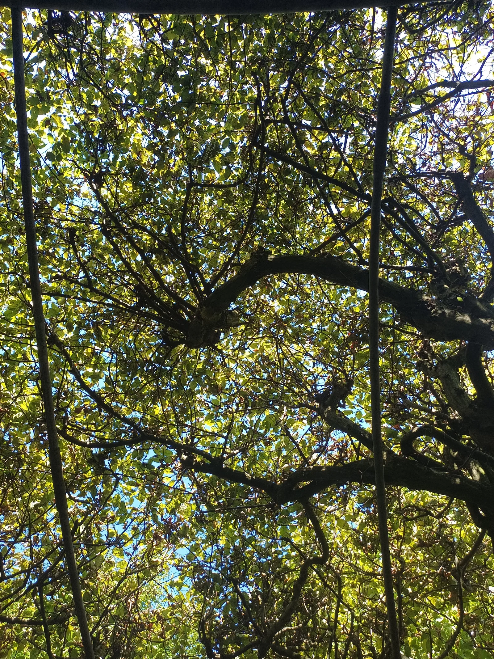 Details at Klettenberg Park Köln — travel photo