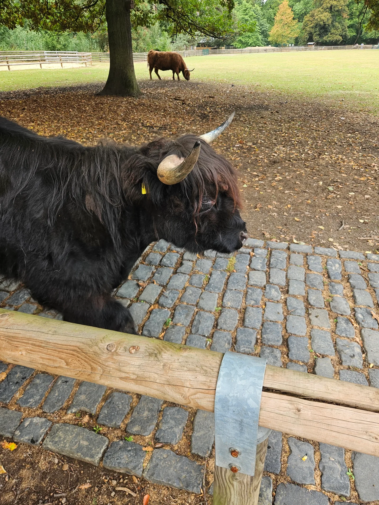 Main view at Lindenthaler Tierpark Köln — travel photo