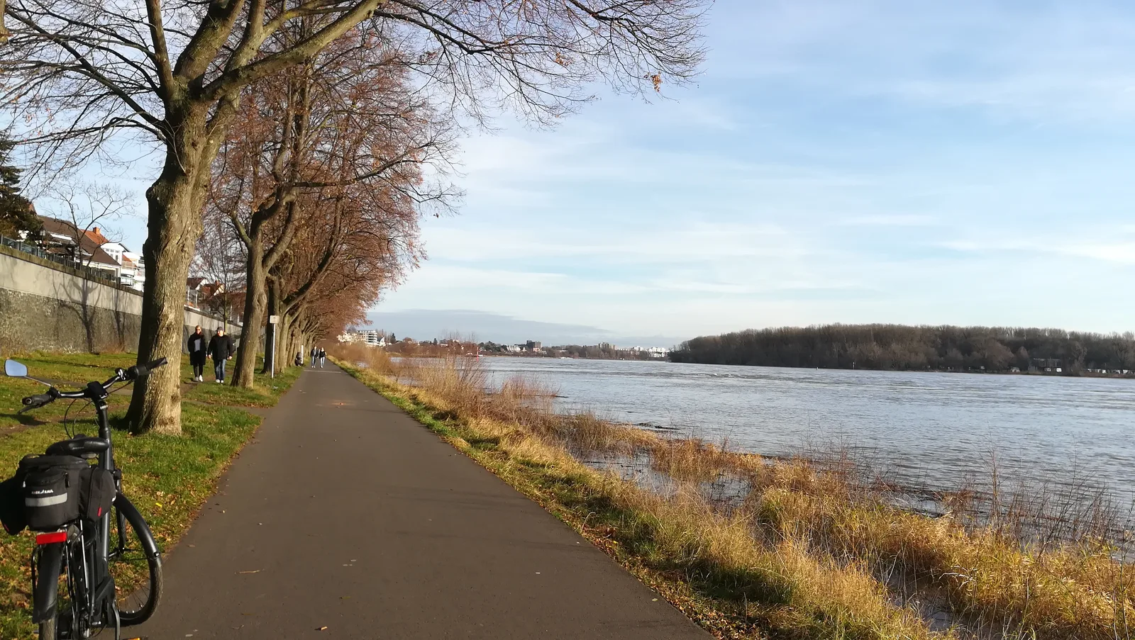 Details at Rheinwiese Ensen Köln — travel photo