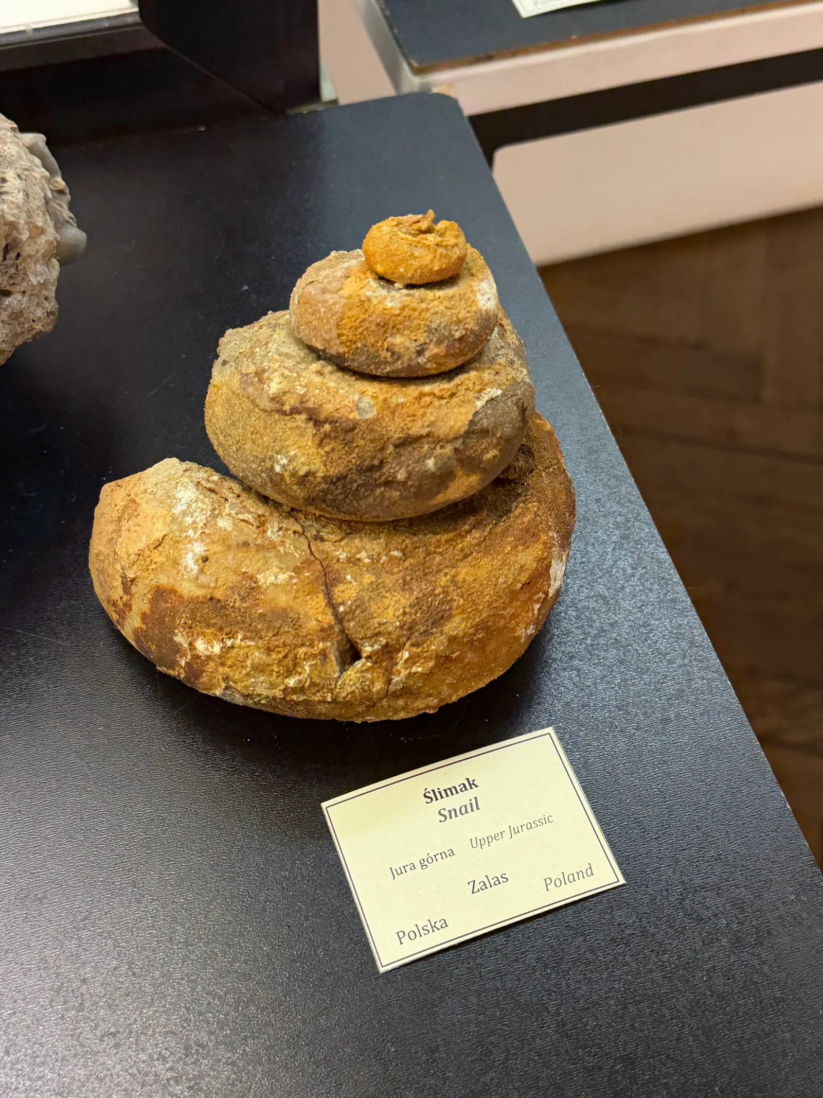 Main view at Geological Museum Kraków — travel photo
