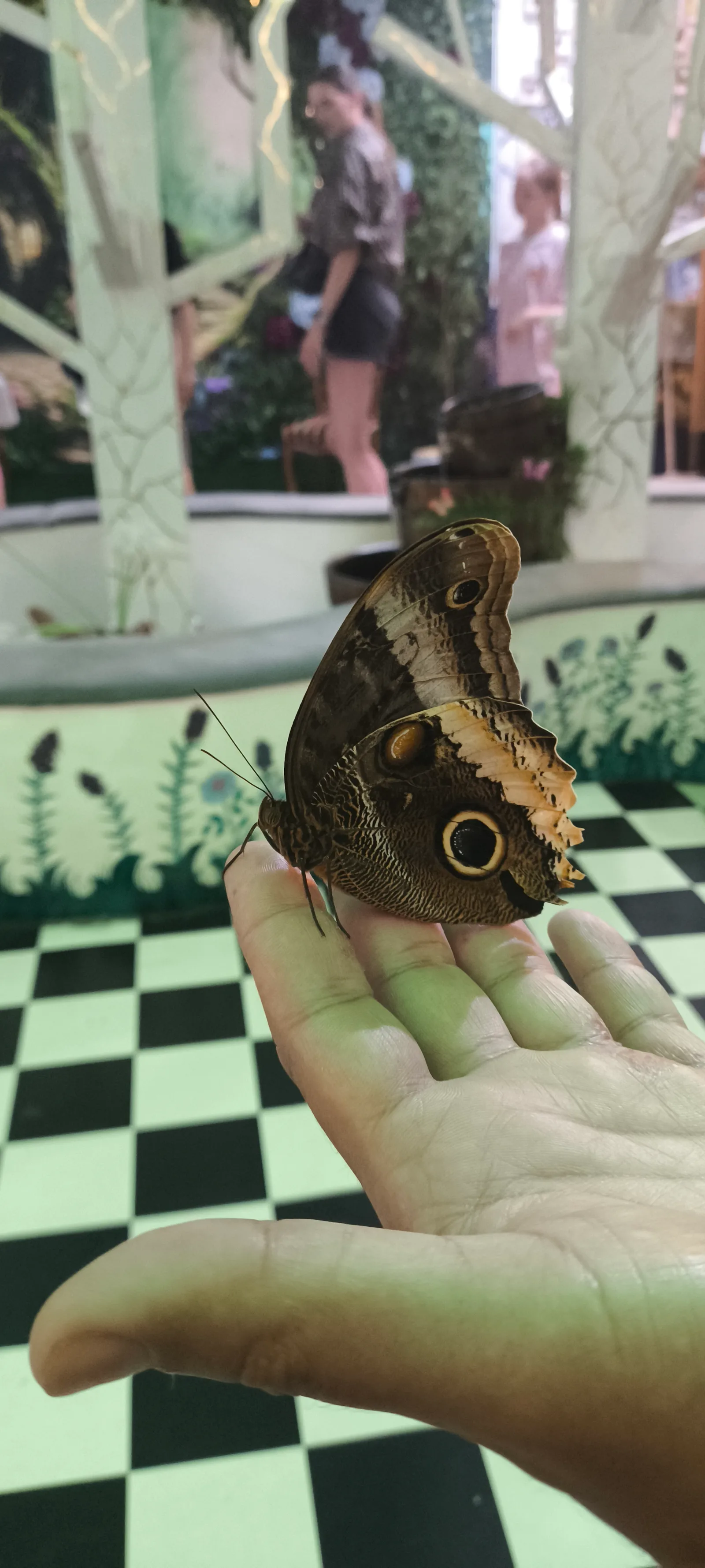 Atmosphere at Museum of the Living Butterfly Kraków — travel photo