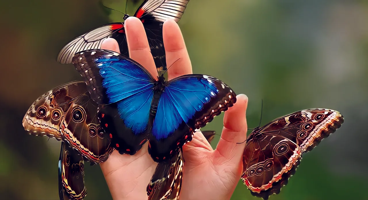 Museum of the Living Butterfly