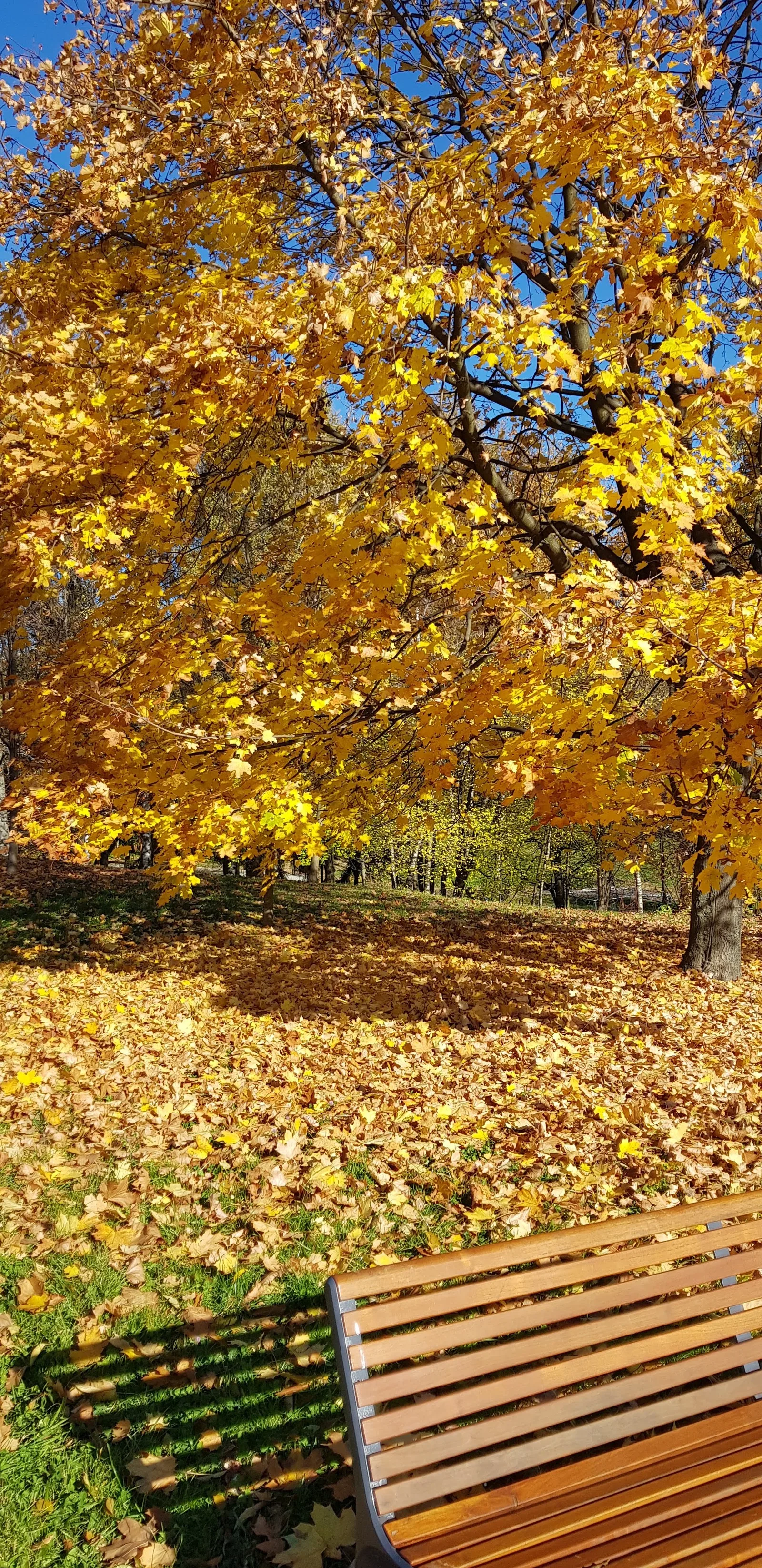 Atmosphere at Park Tysiąclecia w Krakowie Kraków — travel photo