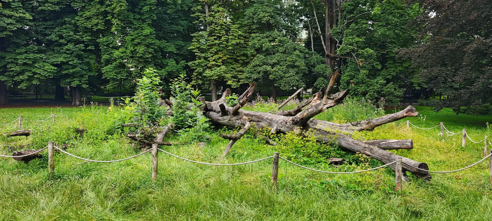Details at Planty Kraków — travel photo