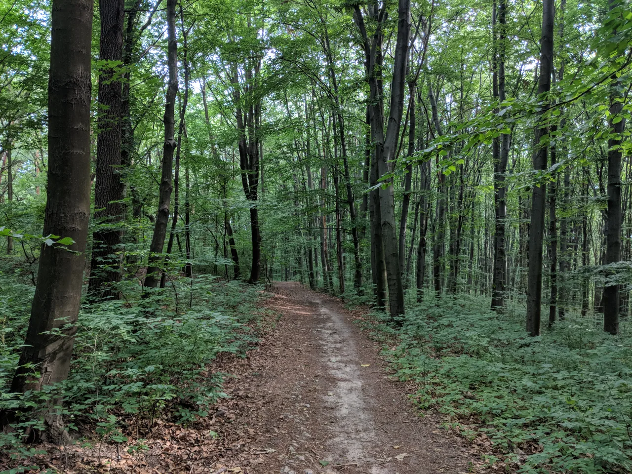 Tyniec Forest — hidden gems guide Krakow