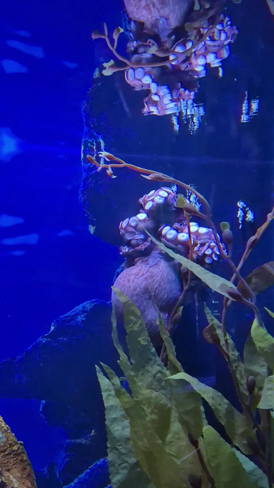 Interior at Aquaria KLCC Kuala Lumpur — travel photo