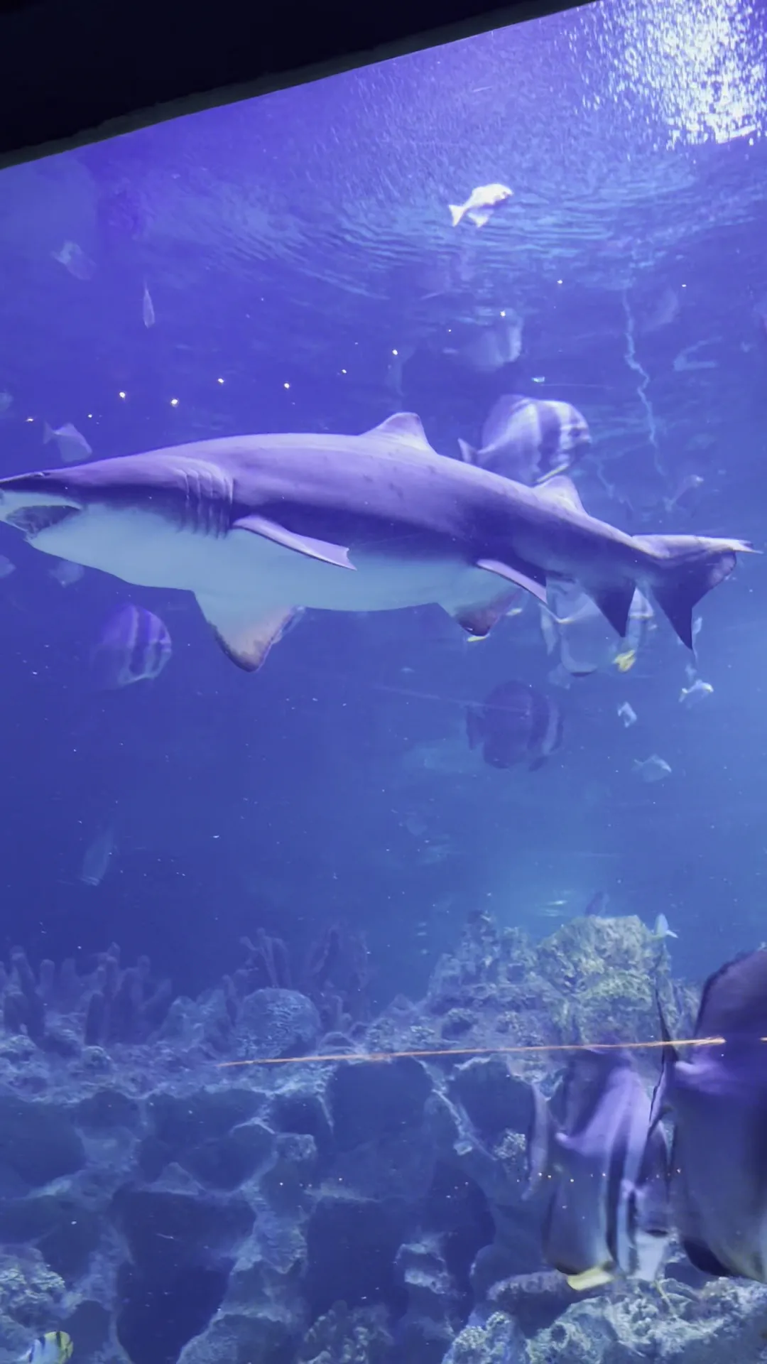 Aquaria KLCC — family guide Kuala Lumpur