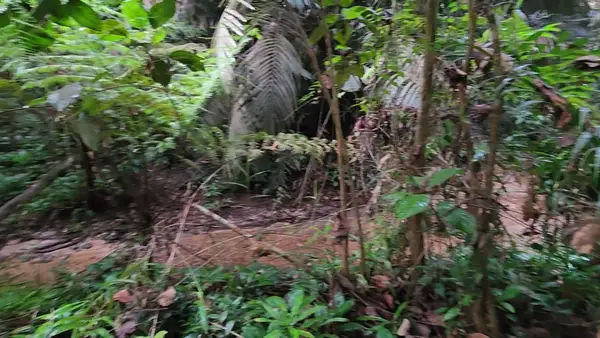 Atmosphere at Kerinchi Hill Forest Park Kuala Lumpur — travel photo