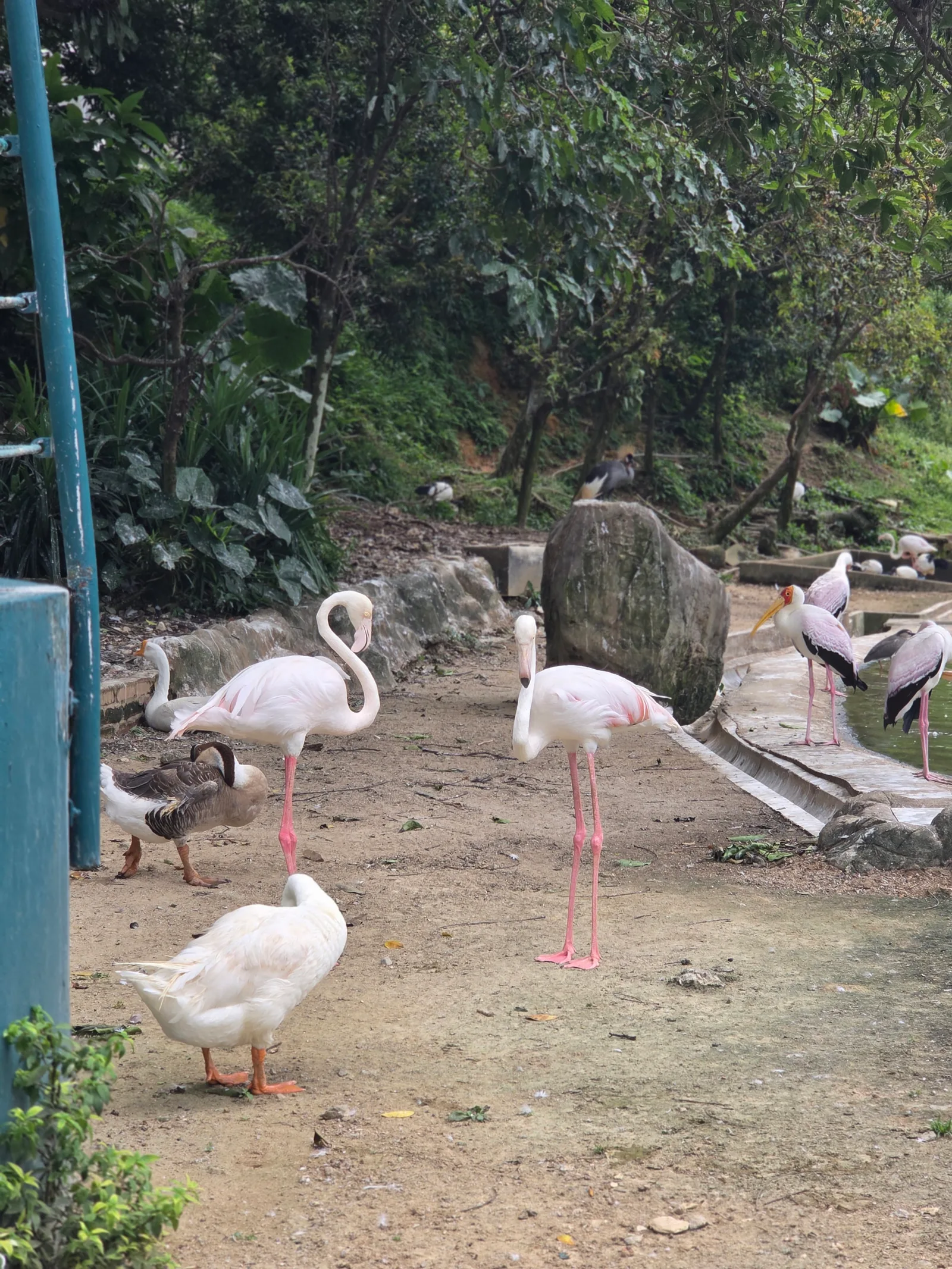 KL Bird Park — family guide Kuala Lumpur