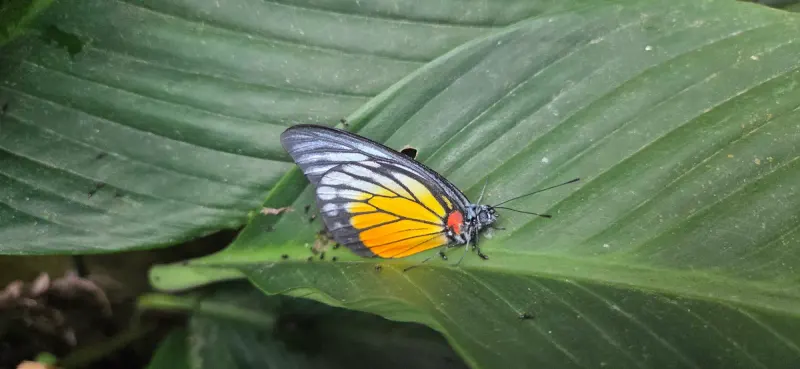 Kuala Lumpur Butterfly Park