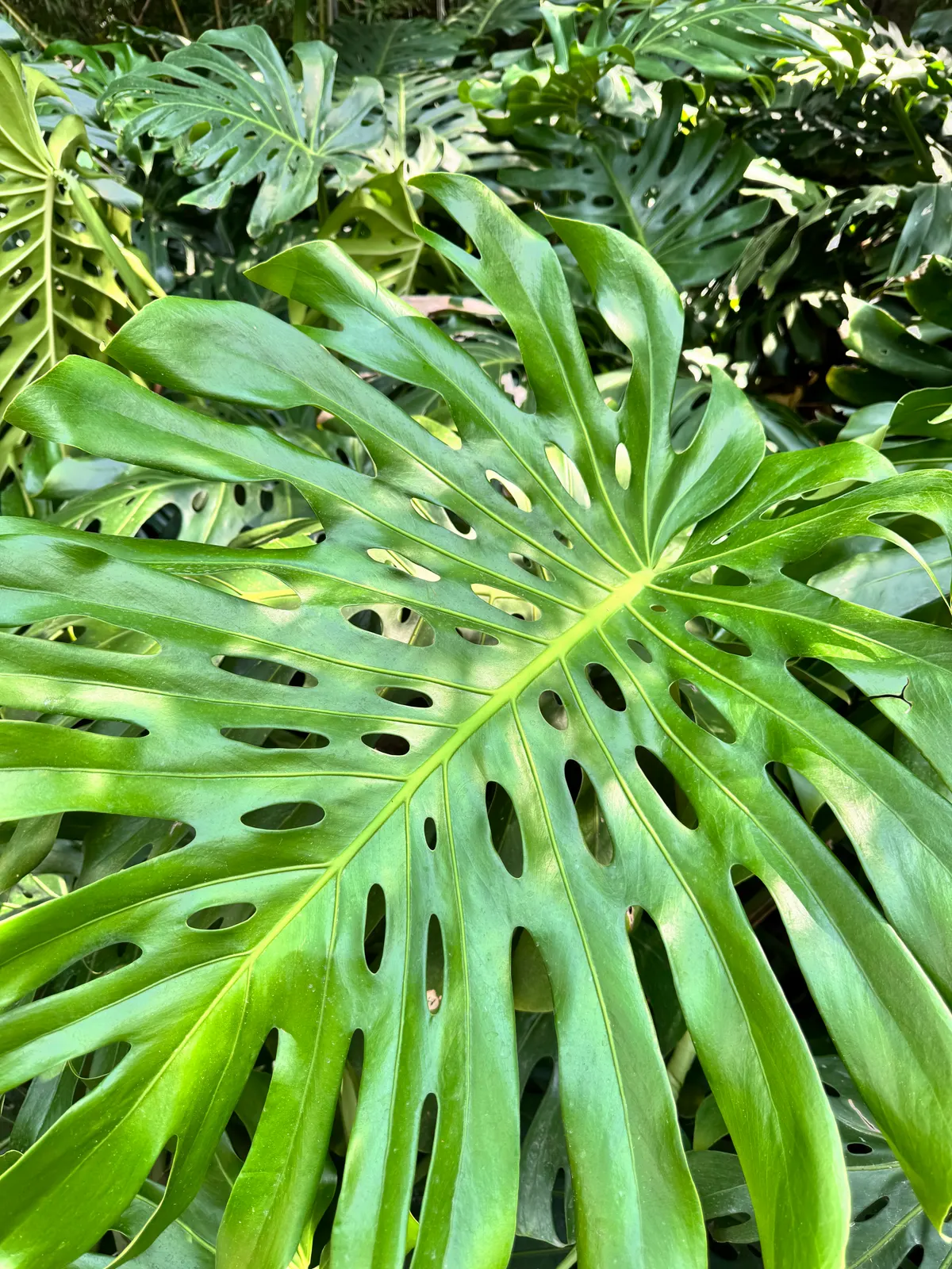 Main view at Botanical Garden of Lisbon Lisbon — travel photo