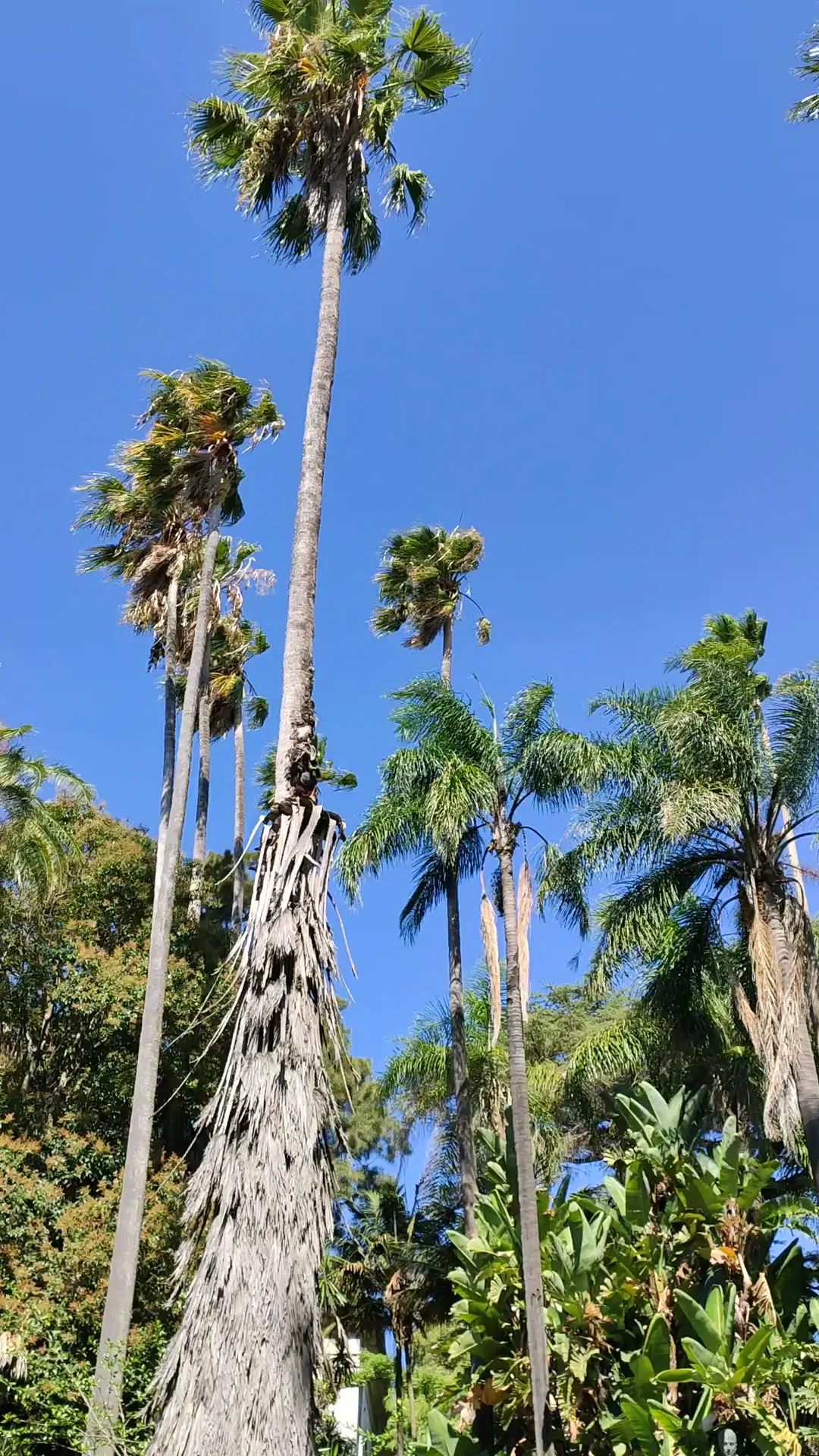 Interior at Botanical Garden of Lisbon Lisbon — travel photo