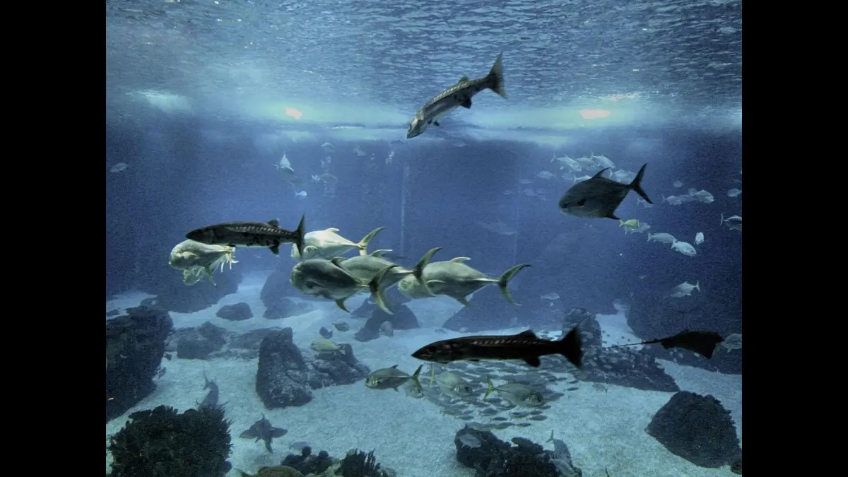 Interior at Oceanário de Lisboa Lisbon — travel photo
