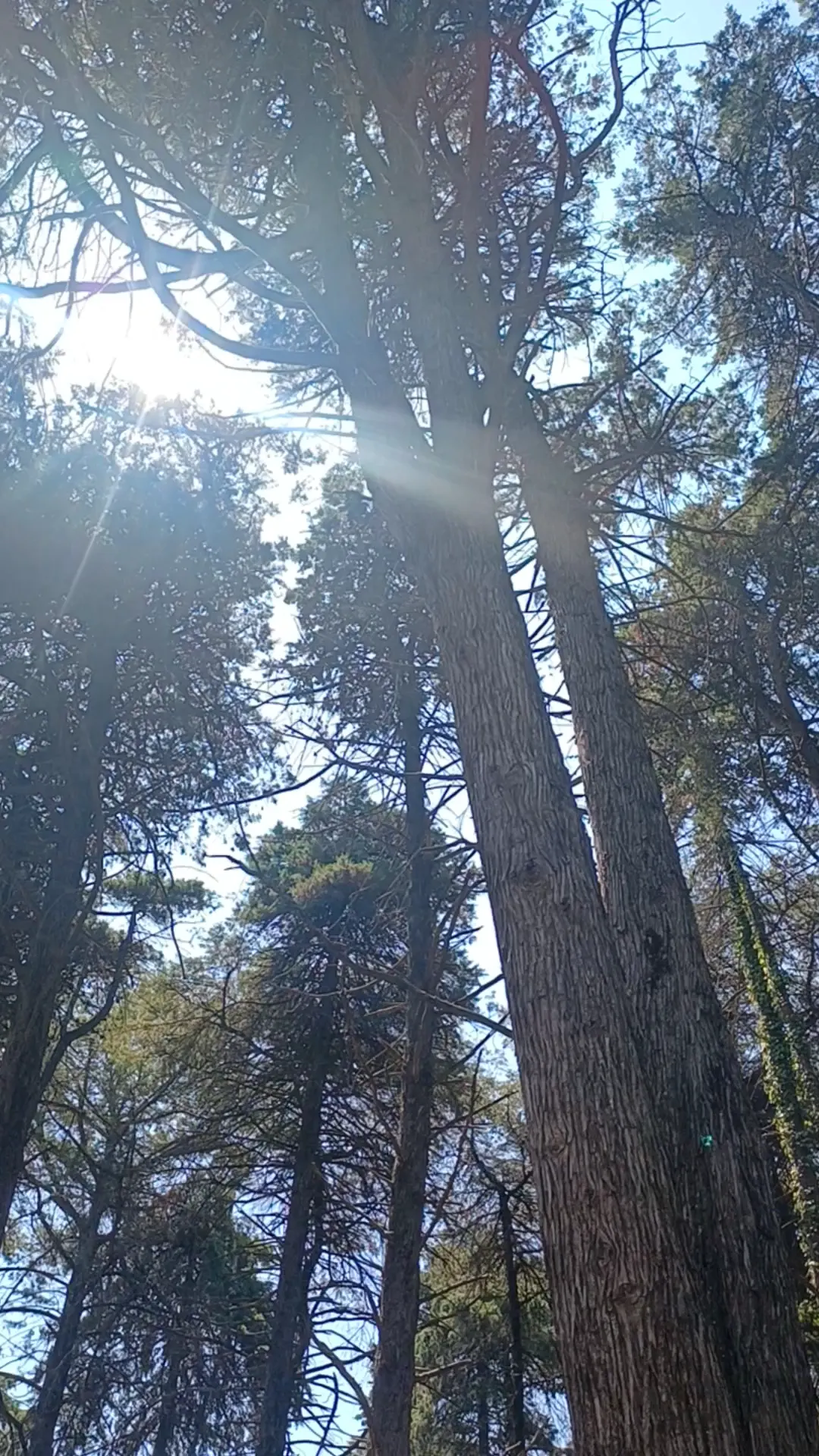 Main view at Parque Florestal de Monsanto Lisbon — travel photo