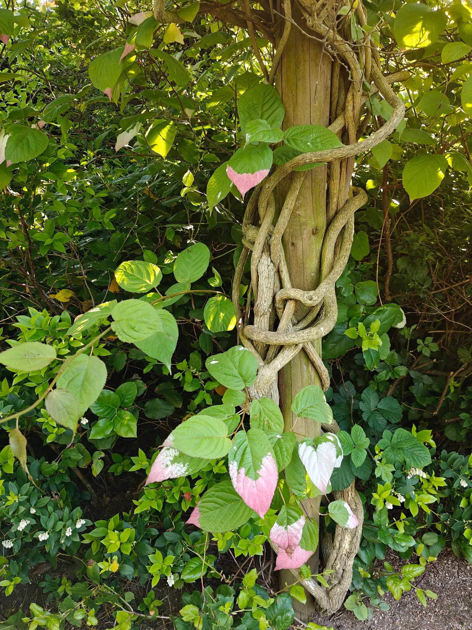 Atmosphere at Calderstones Park Liverpool — travel photo