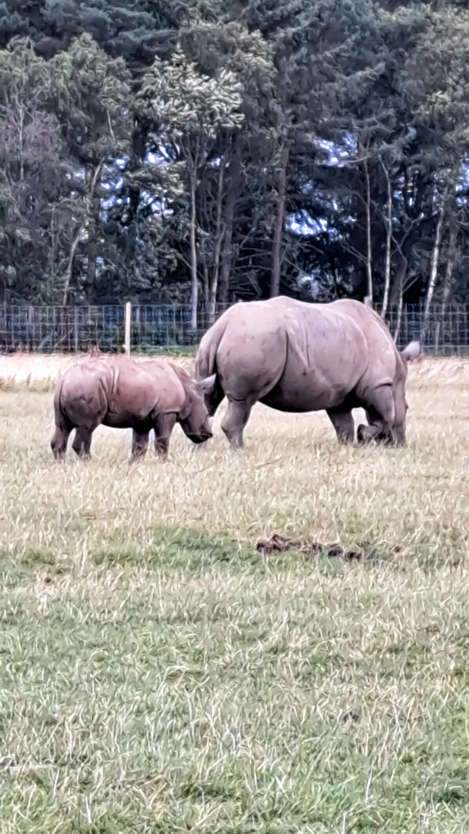 Main view at Knowsley Safari Liverpool — travel photo
