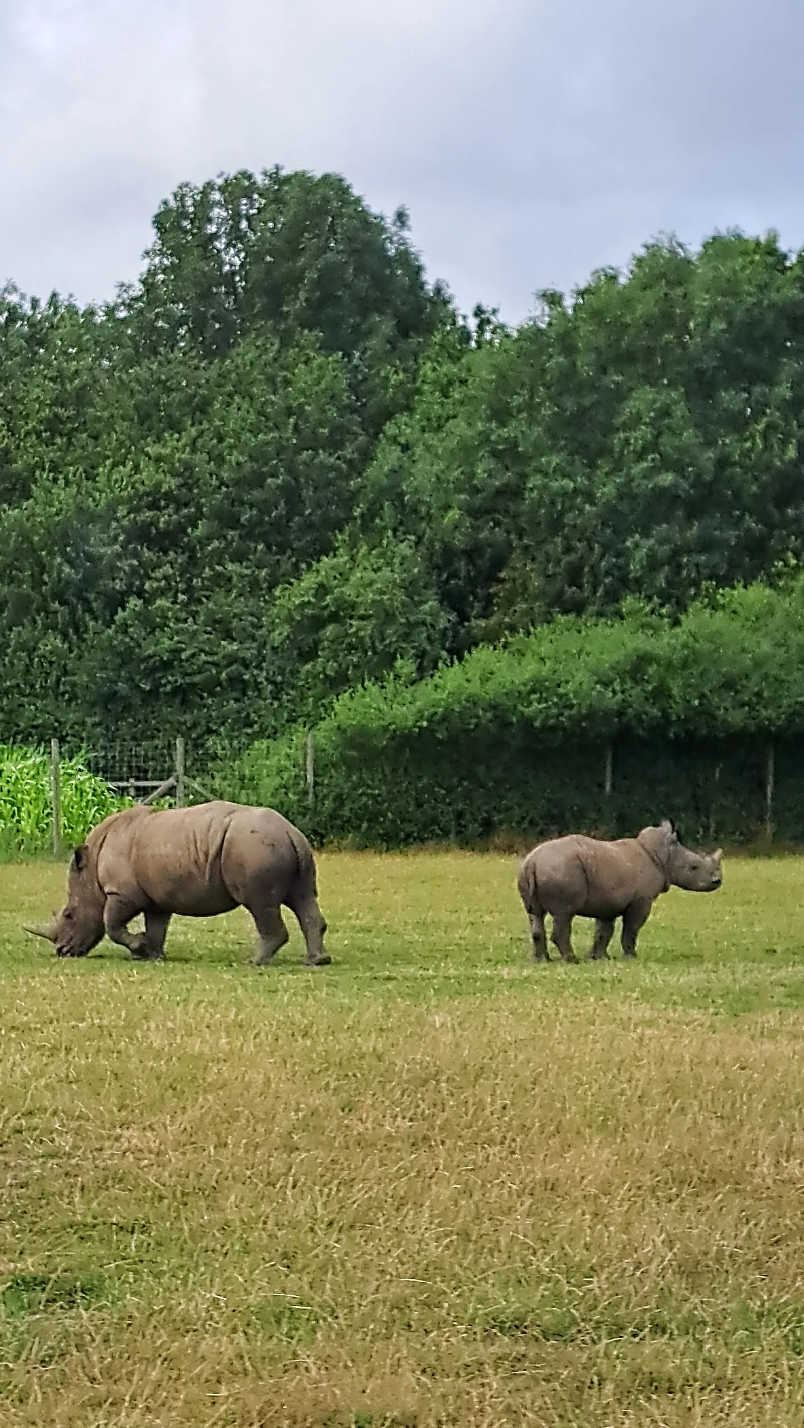 Details at Knowsley Safari Liverpool — travel photo