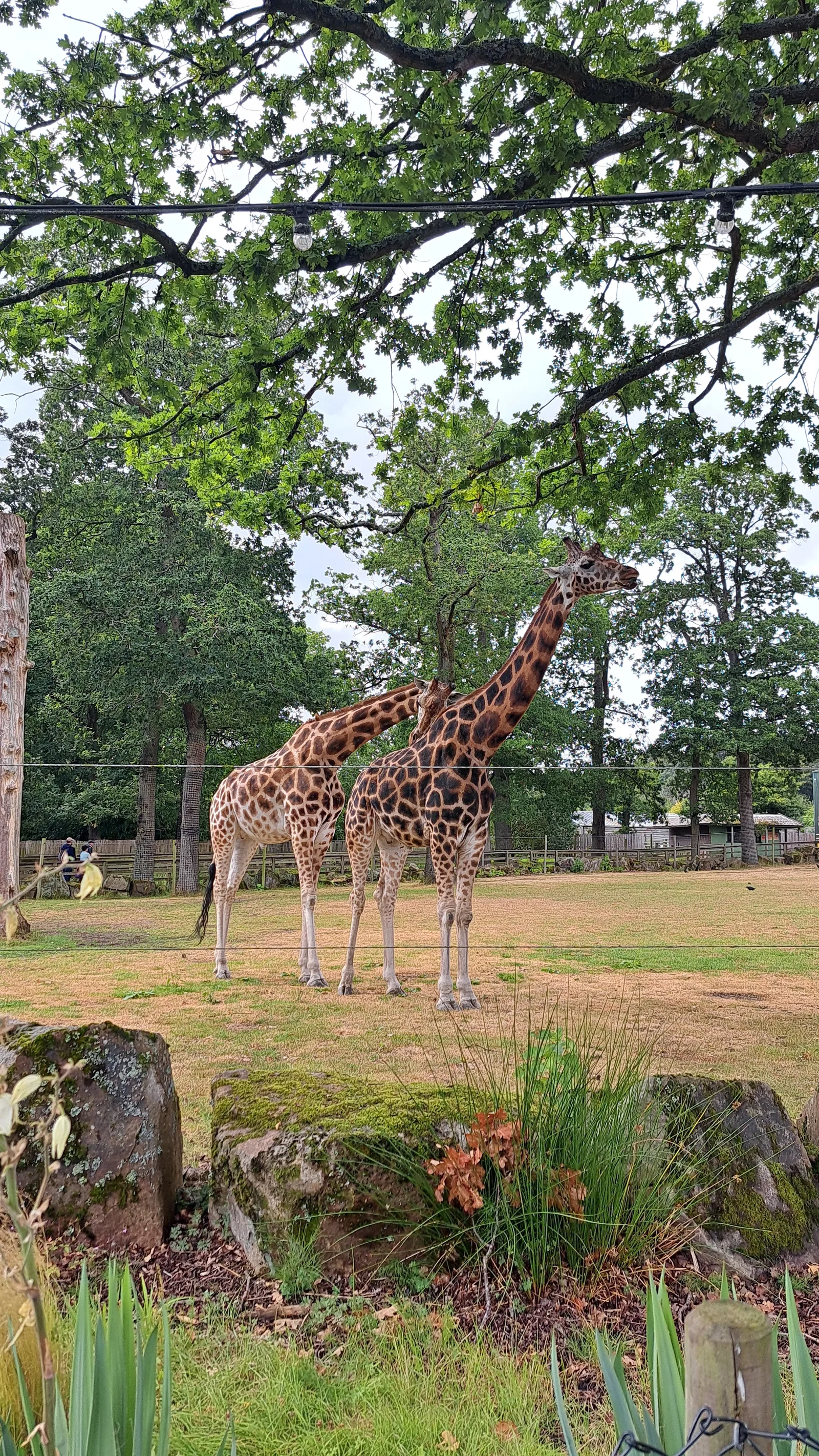 Atmosphere at Knowsley Safari Liverpool — travel photo