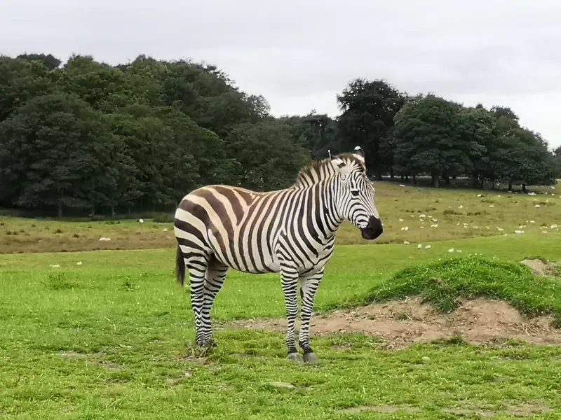 Knowsley Safari in Liverpool