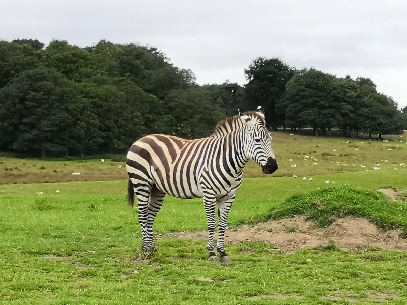 Knowsley Safari — family guide Liverpool
