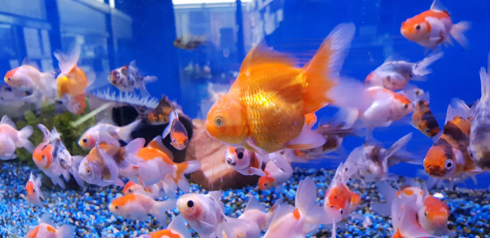 Details at Maidenhead Aquatics Liverpool Liverpool — travel photo