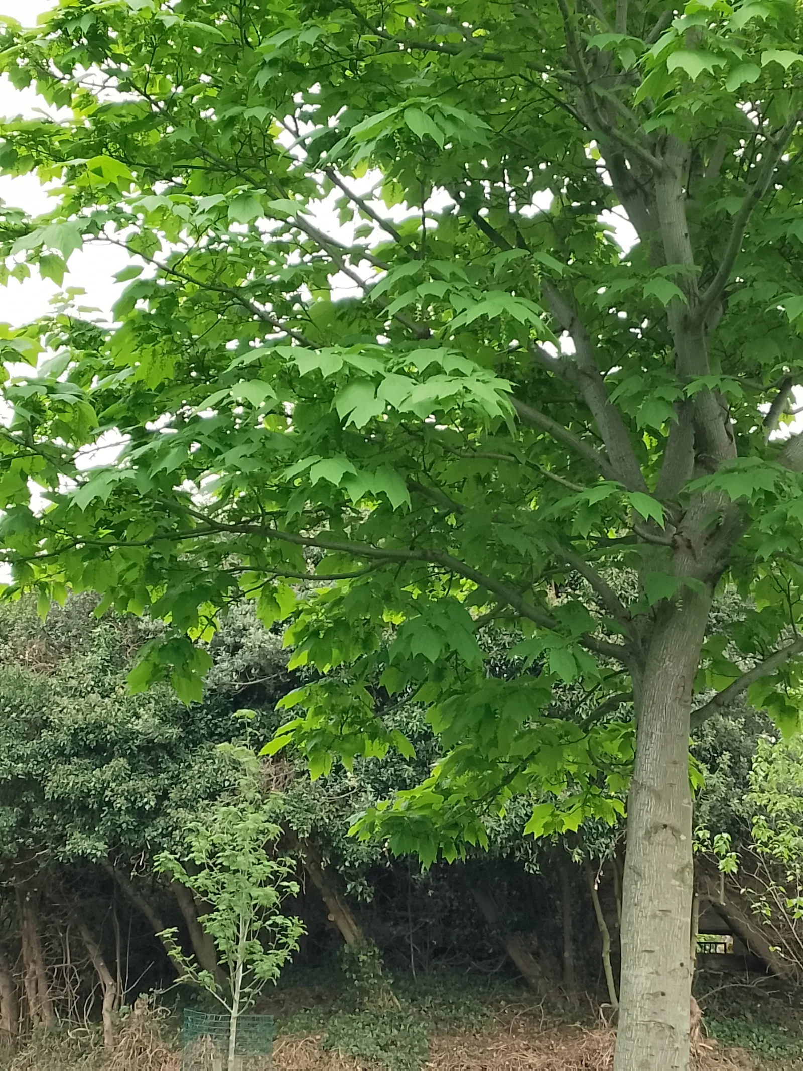 Details at Reynolds Park Liverpool — travel photo