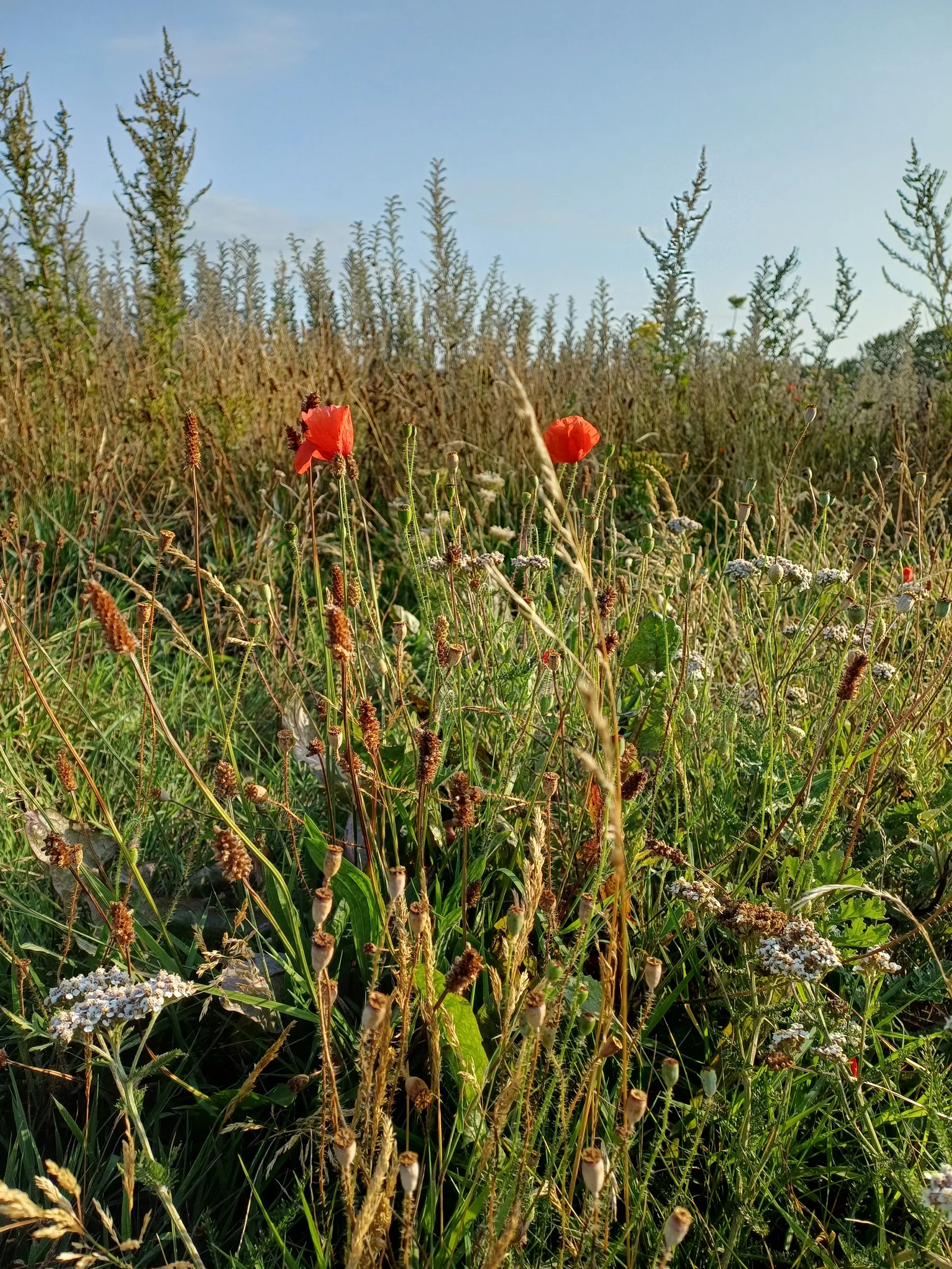 Details at Rimrose Valley Country Park Liverpool — travel photo