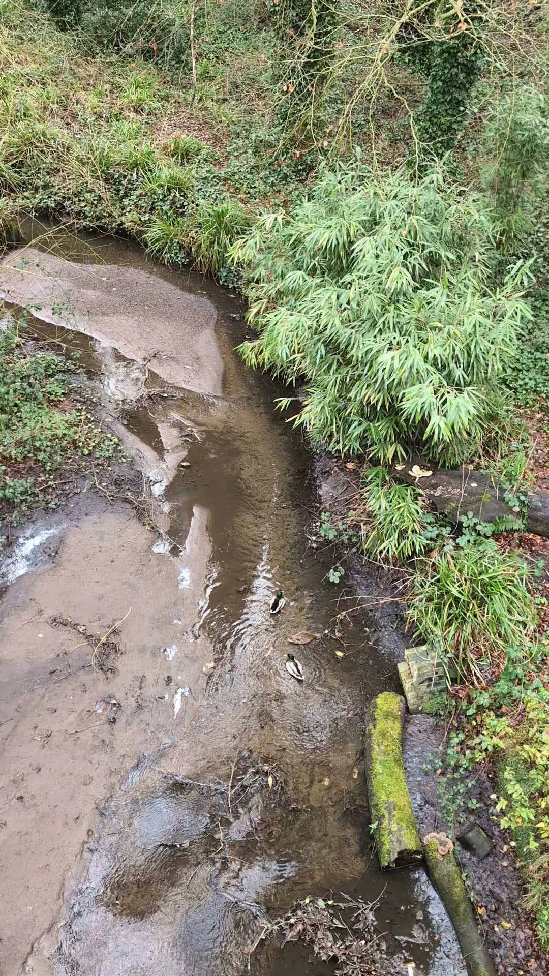 Main view at The Fairy Glen Liverpool — travel photo
