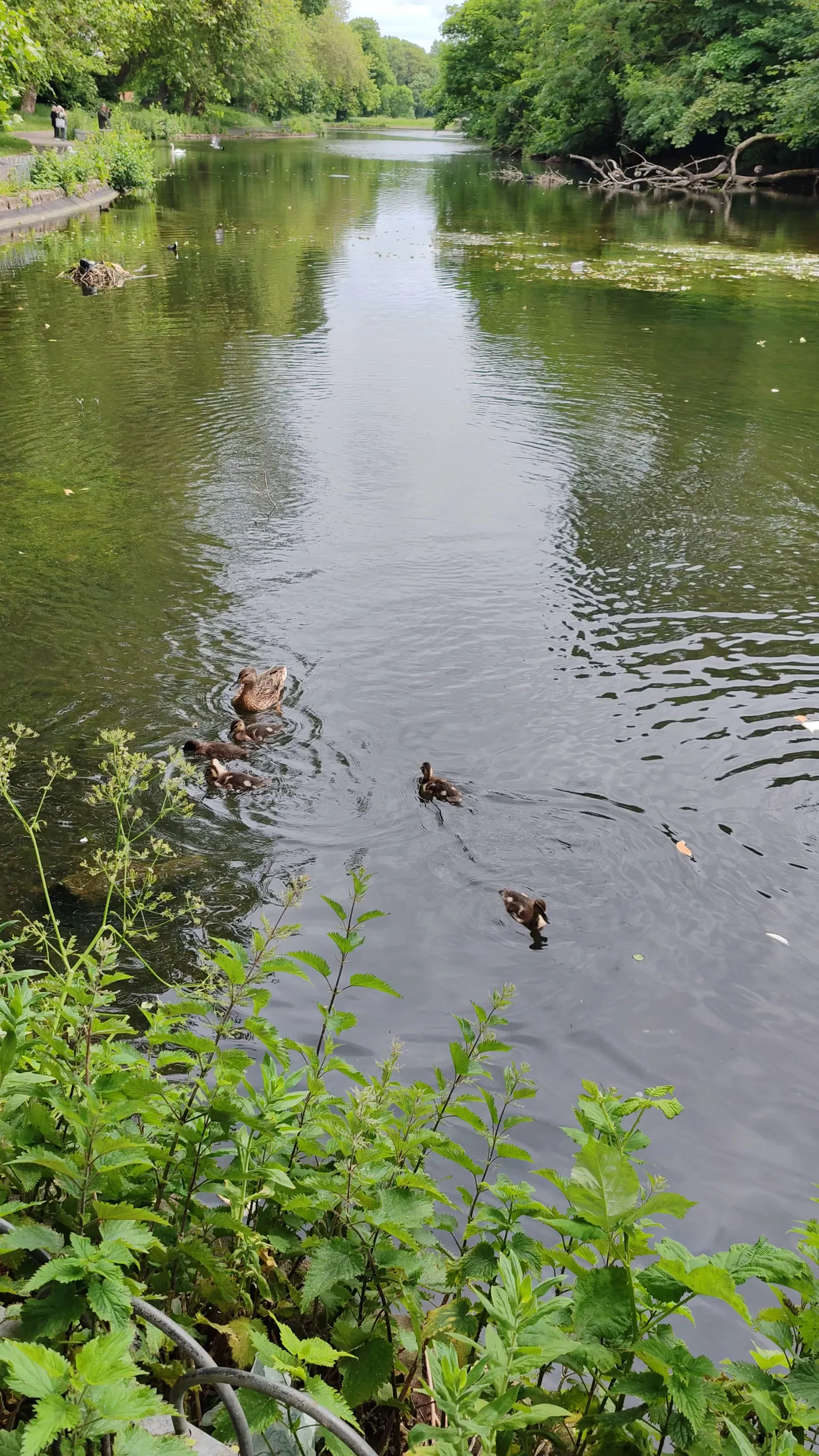Main view at Walton Hall Park Liverpool — travel photo