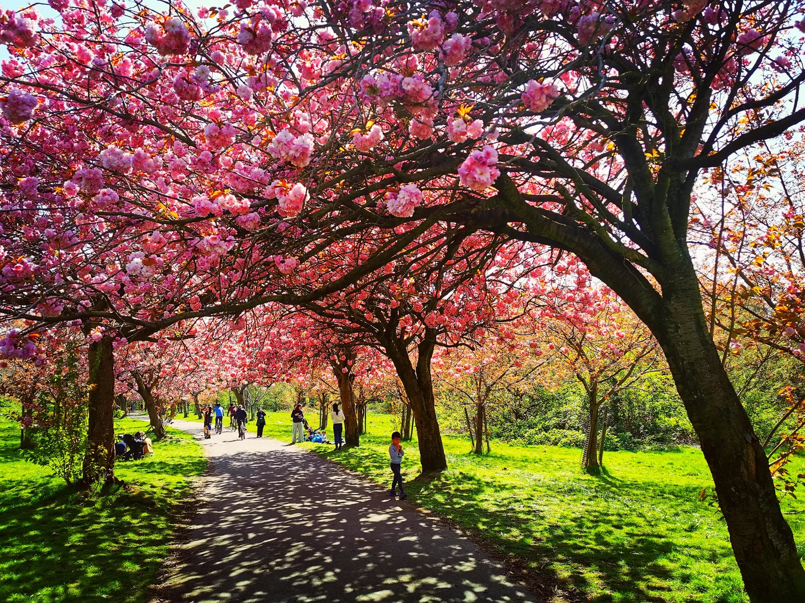 Wavertree Botanic Garden and Park — budget guide Liverpool