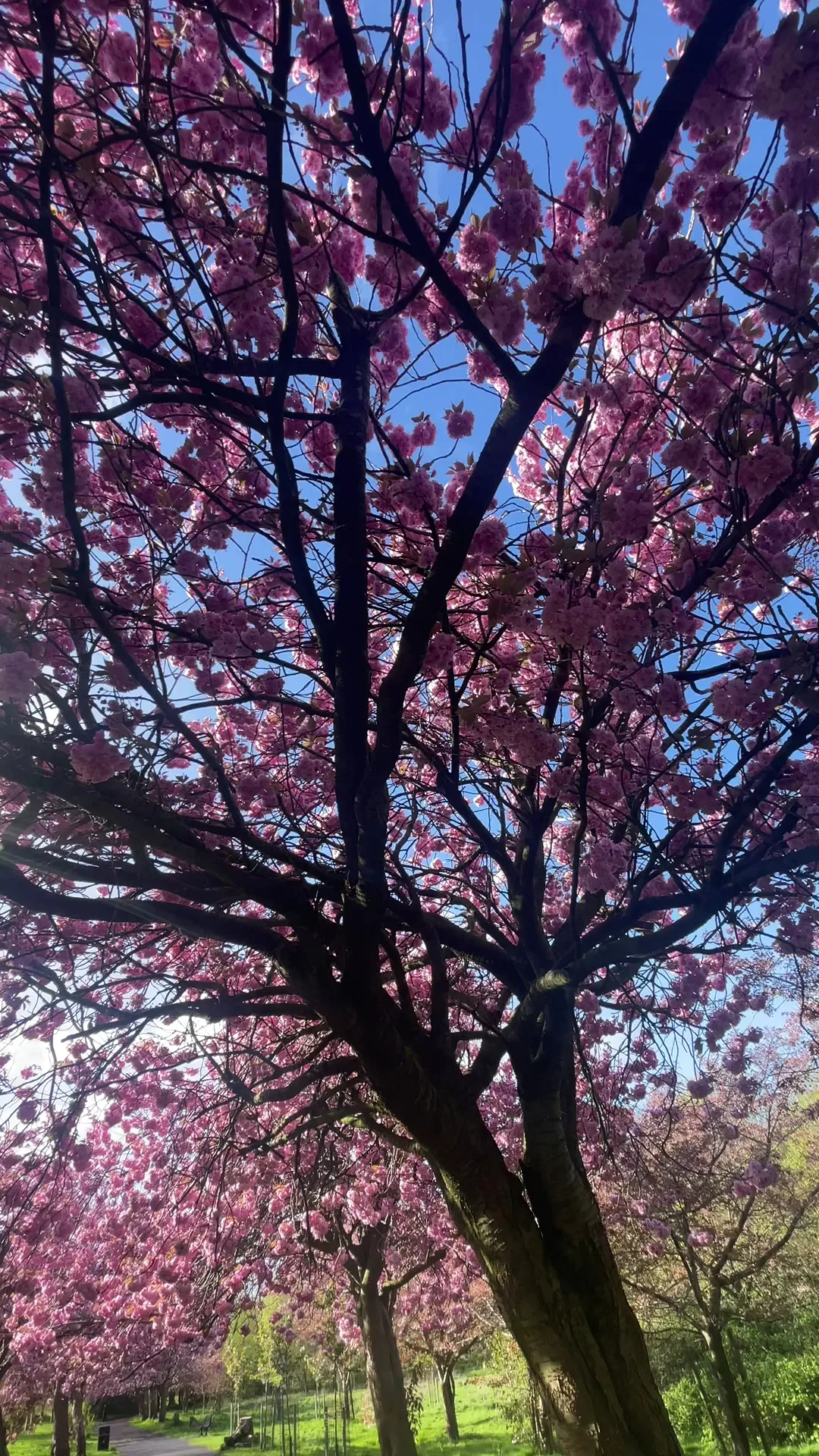 Main view at Wavertree Park Garden Edge Ln Liverpool — travel photo