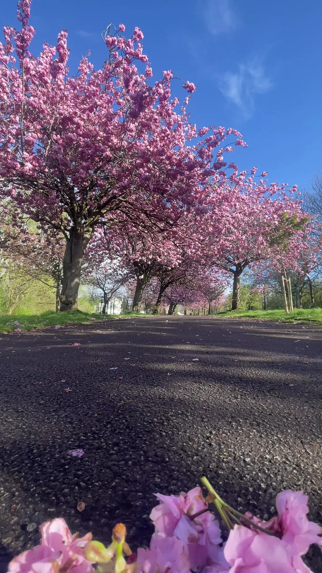 Interior at Wavertree Park Garden Edge Ln Liverpool — travel photo