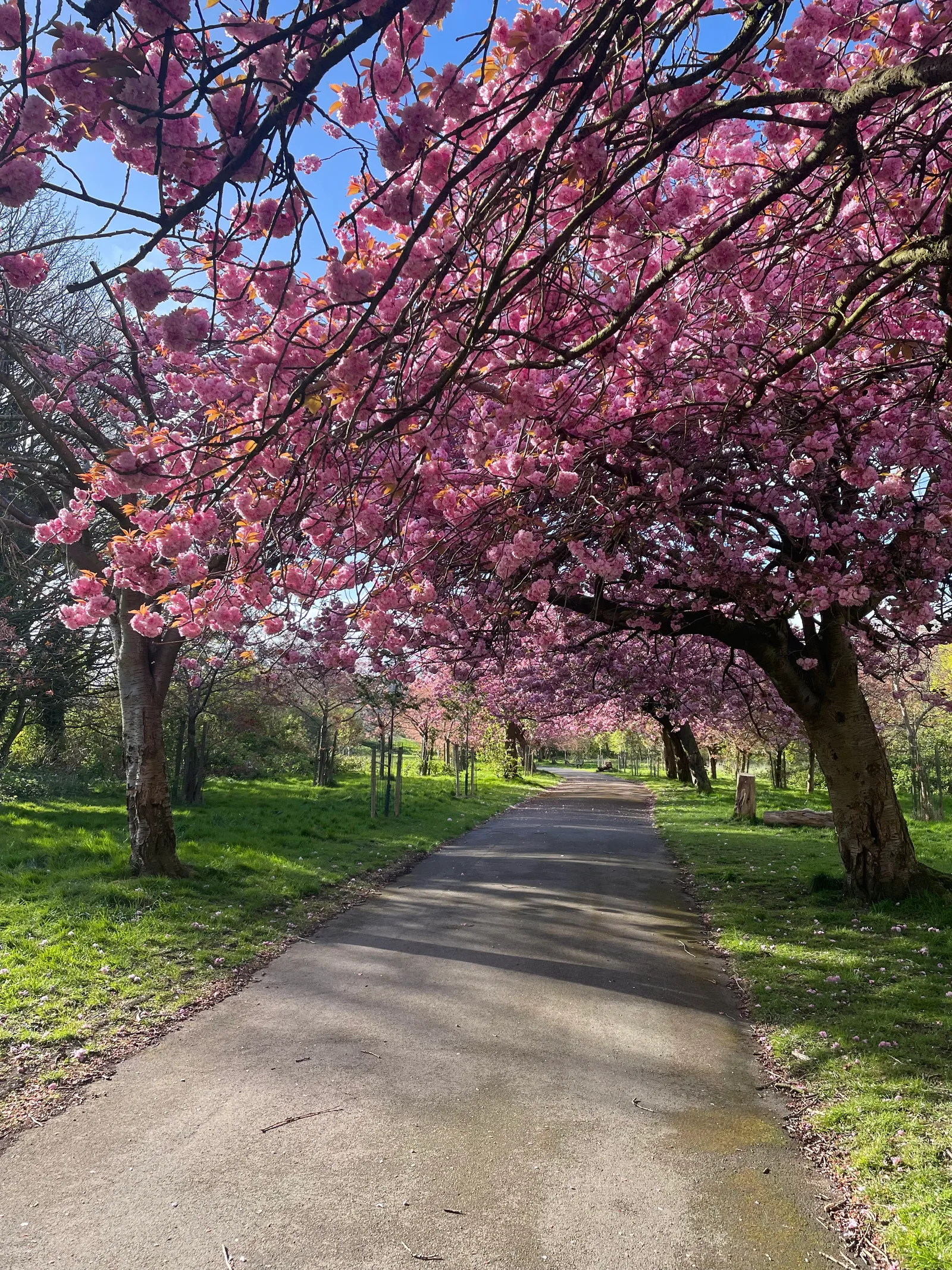 Details at Wavertree Park Garden Edge Ln Liverpool — travel photo