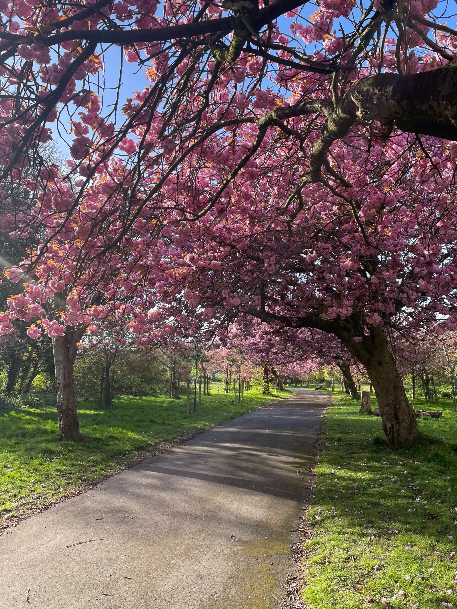 Atmosphere at Wavertree Park Garden Edge Ln Liverpool — travel photo