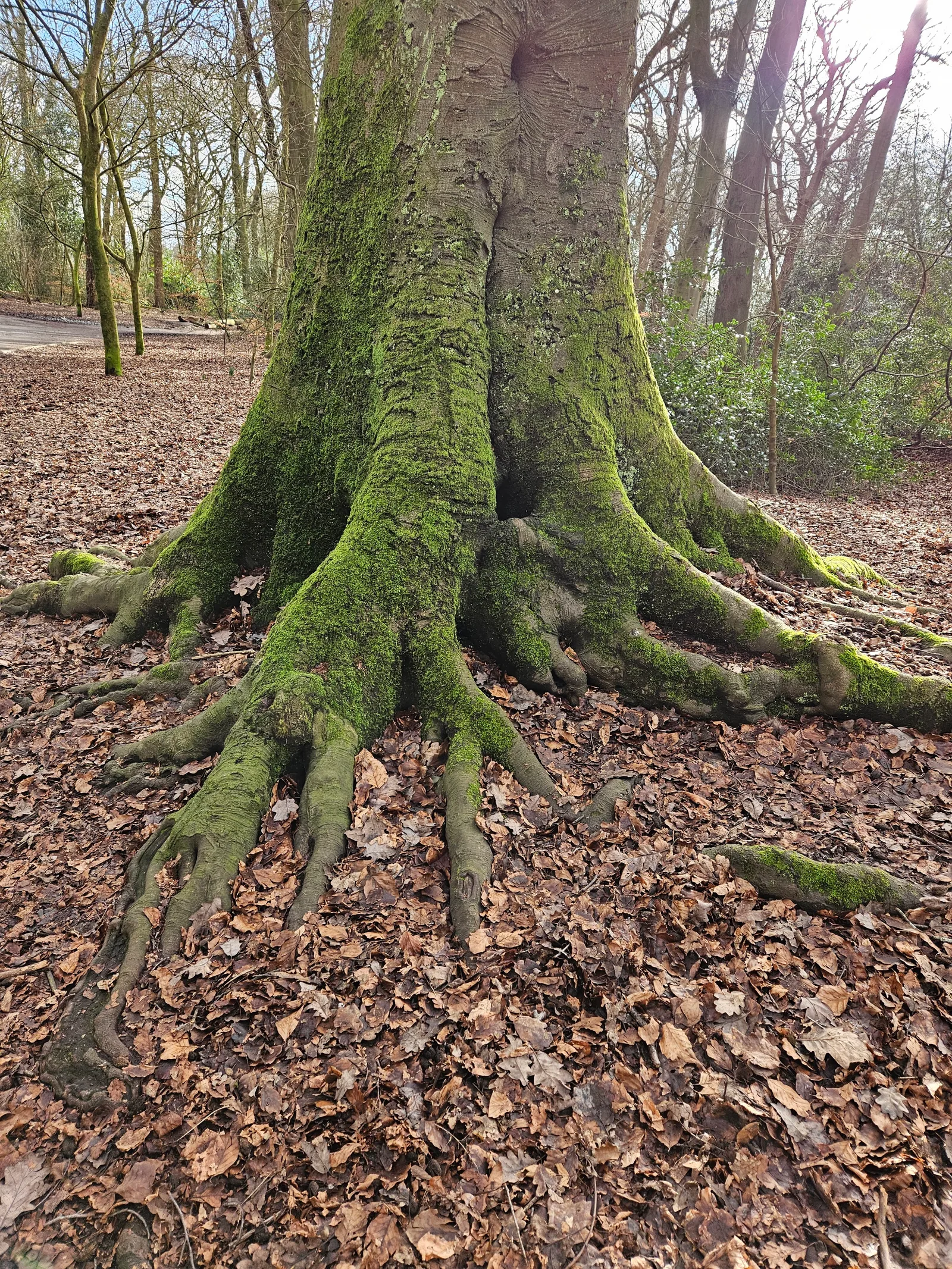 Details at Woolton Wood And Camp Hill Liverpool — travel photo