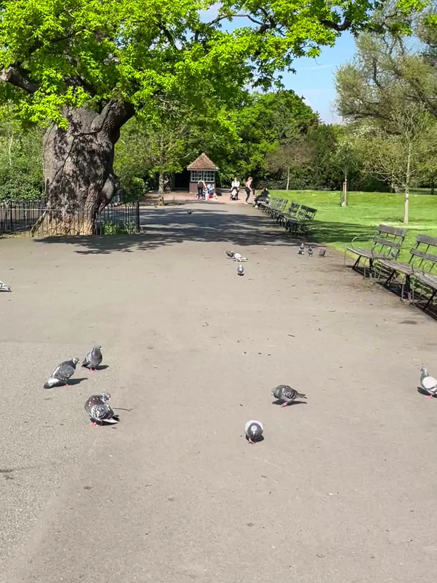 Details at Dulwich Park London — travel photo