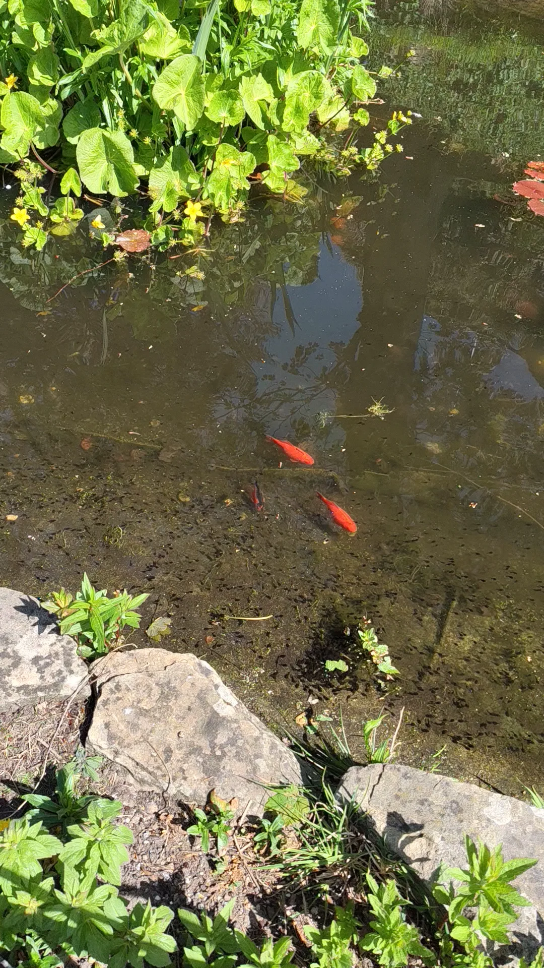 Atmosphere at Dulwich Park London — travel photo